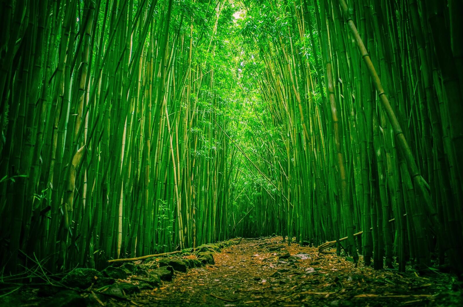 Wallpapers green bamboo forest path on the desktop