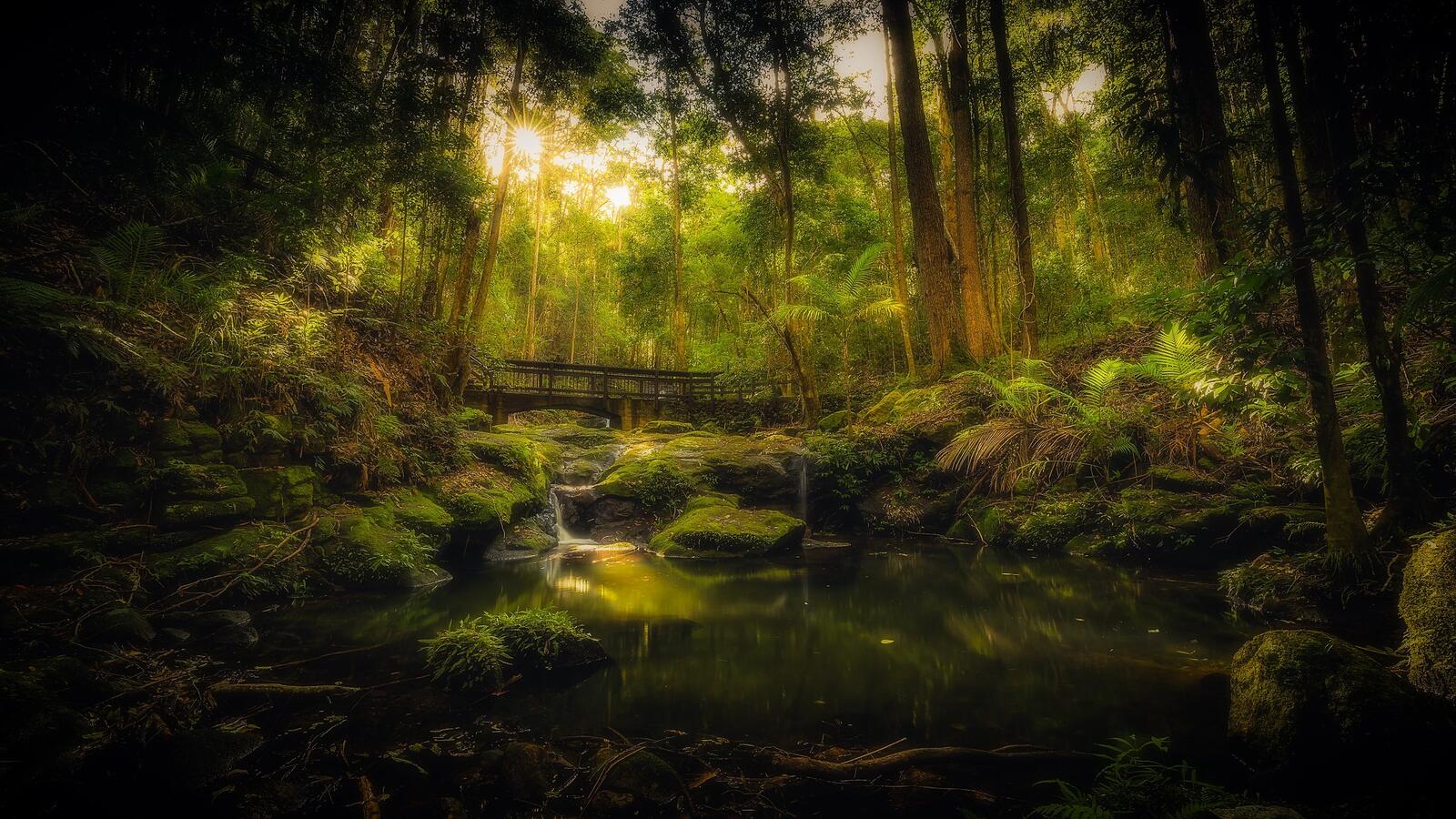 Обои Kondalilla National Park forest walk in Queensland лесной мостик заброшенный на рабочий стол
