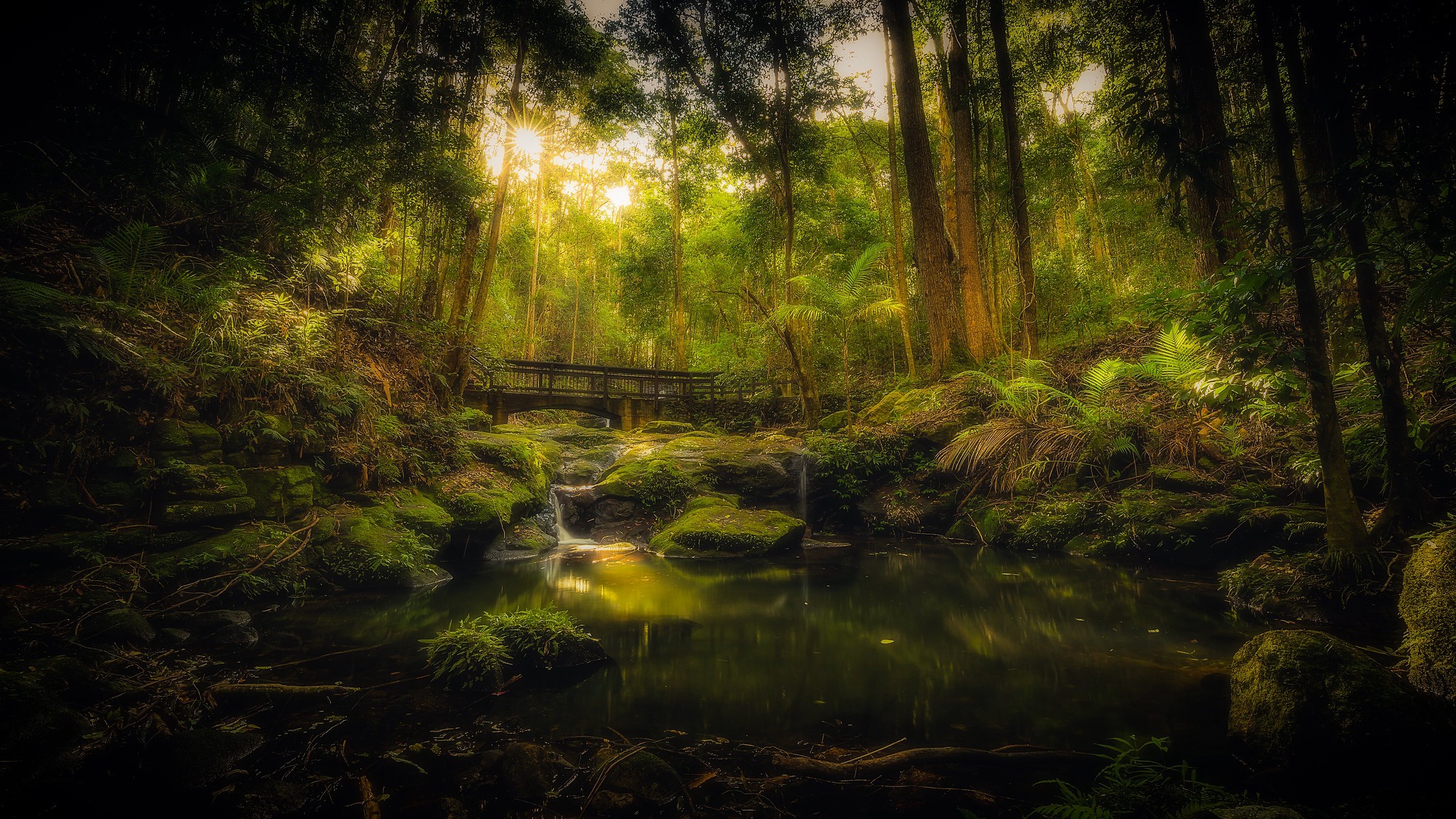 Фото бесплатно Kondalilla National Park forest walk in Queensland, лесной мостик, заброшенный