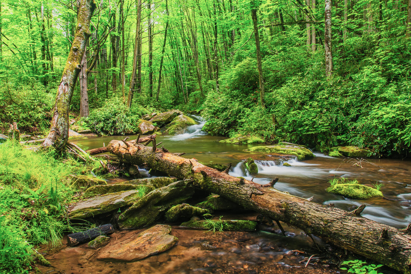 Обои Северная Каролина лес природа на рабочий стол