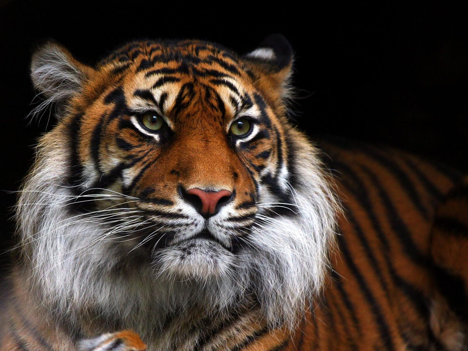 Бесплатное фото Яркий тигр