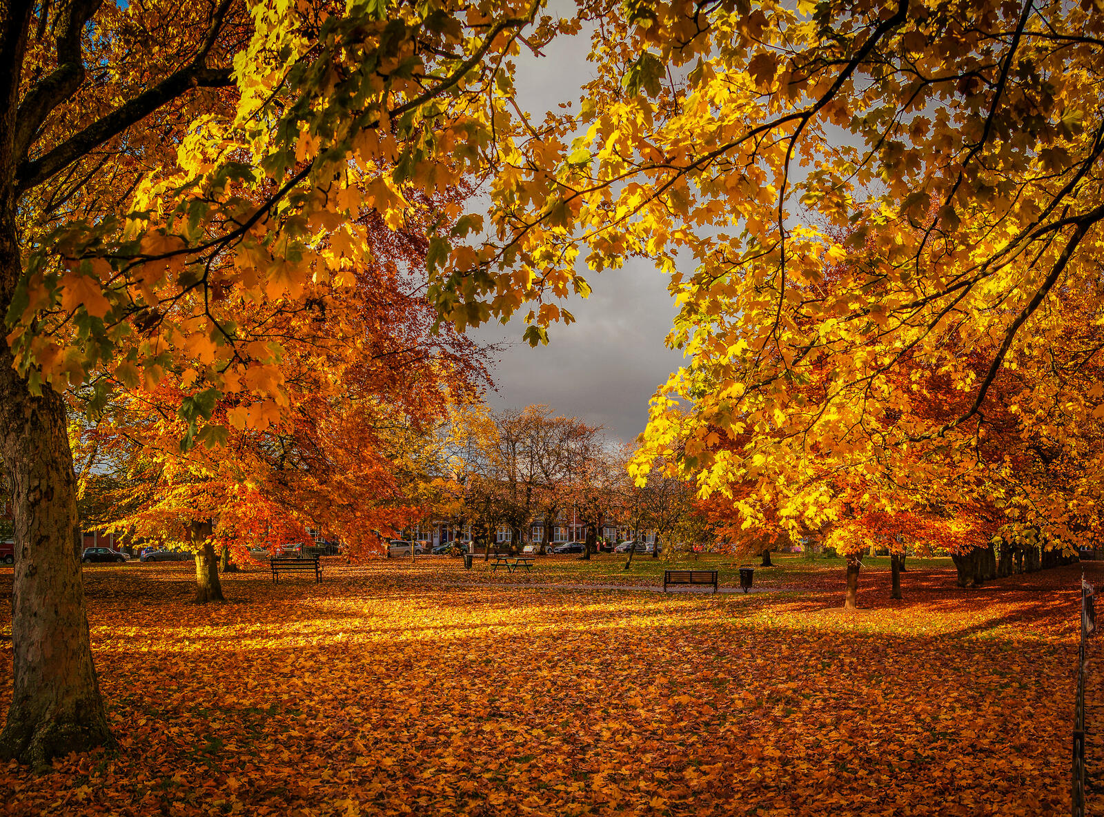 Wallpapers autumn leaves trees home on the desktop