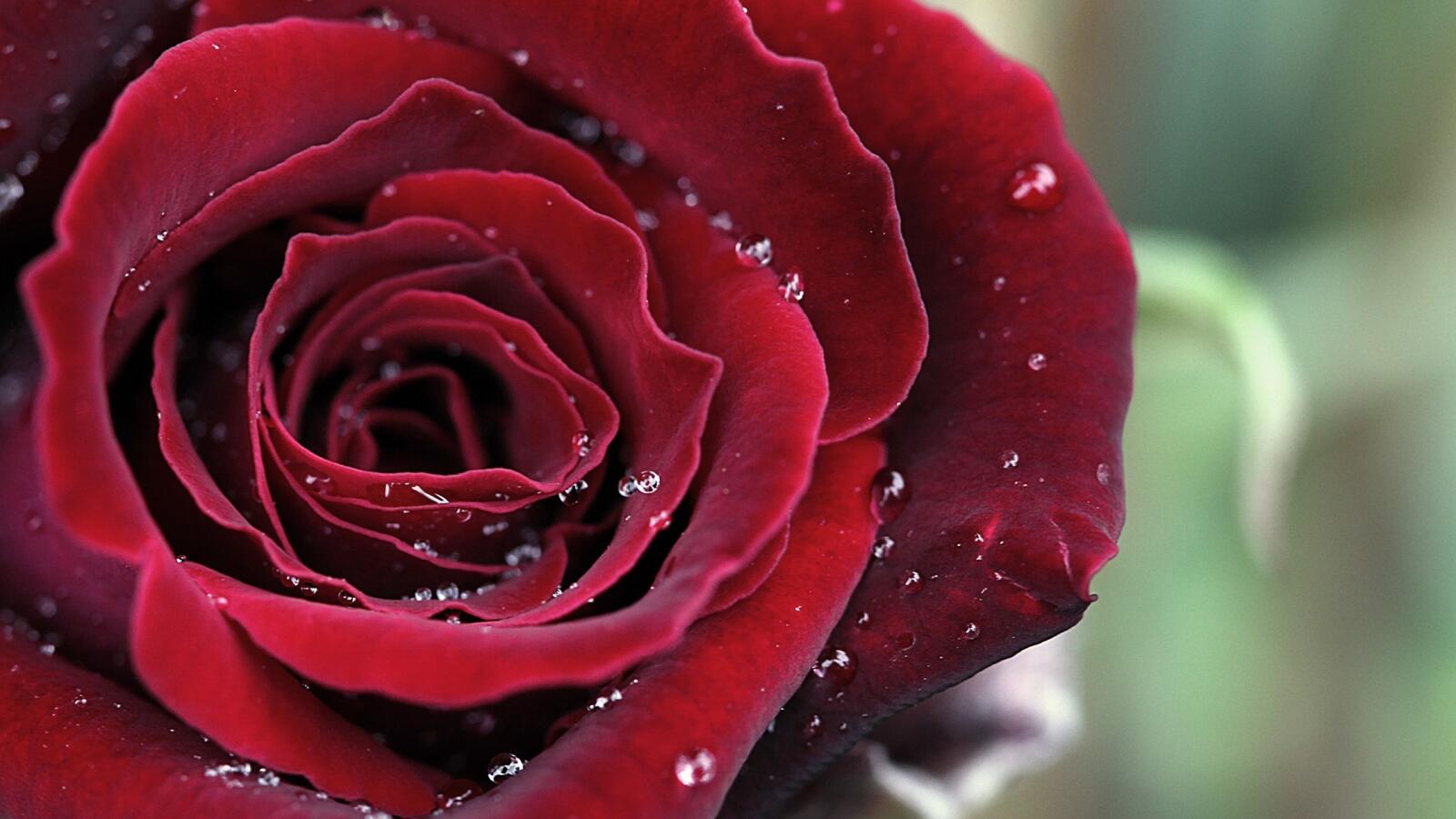 Обои капли воды красная роза цветы на рабочий стол
