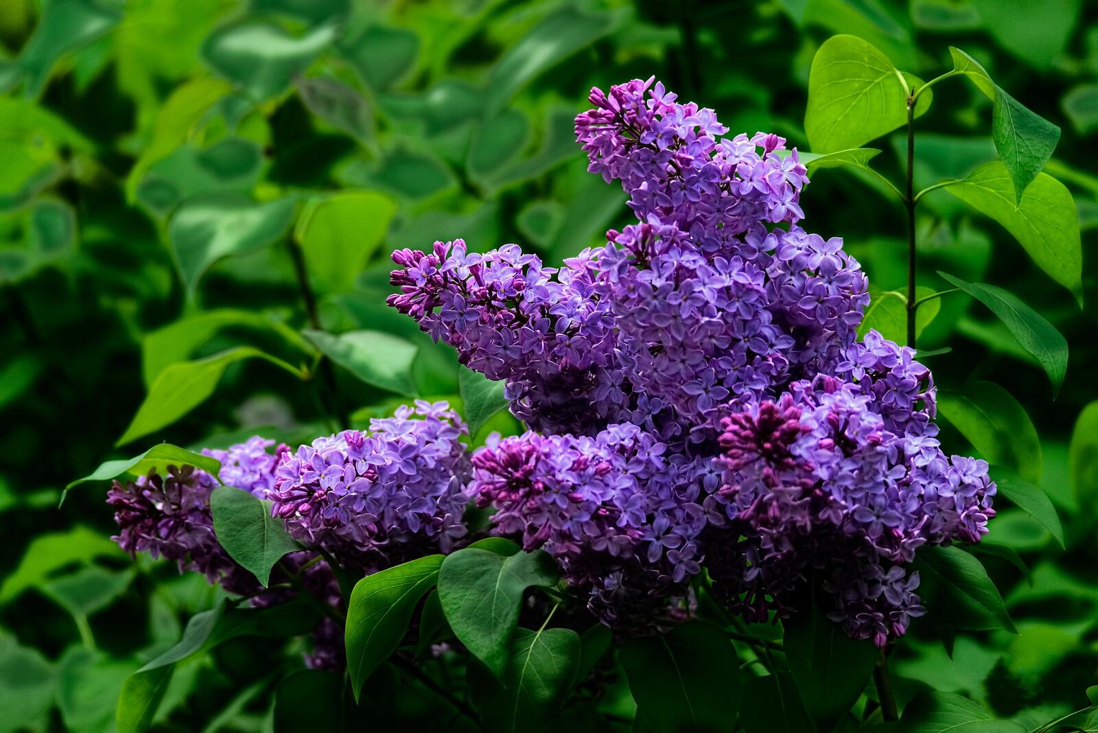 Wallpapers lilac flowers blooming lilacs on the desktop
