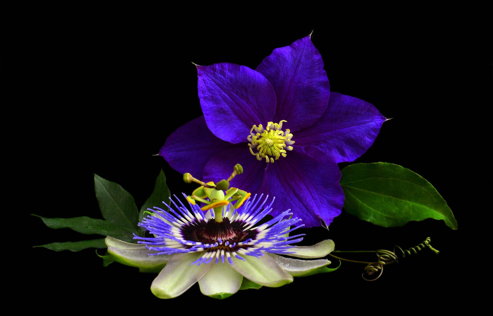 Обои Clematis Passion Flower цветок на рабочий стол