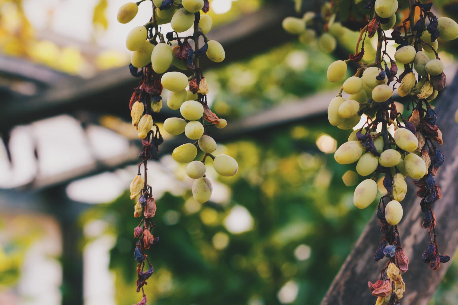 Wallpapers grapes fruits branch on the desktop
