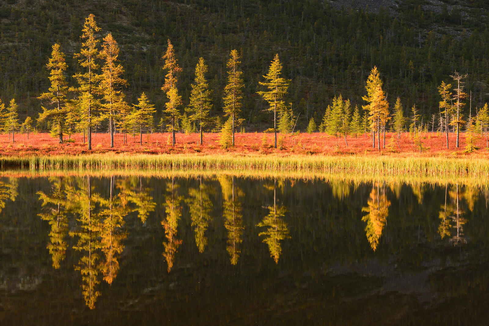 Бесплатное фото Осенняя симметрия
