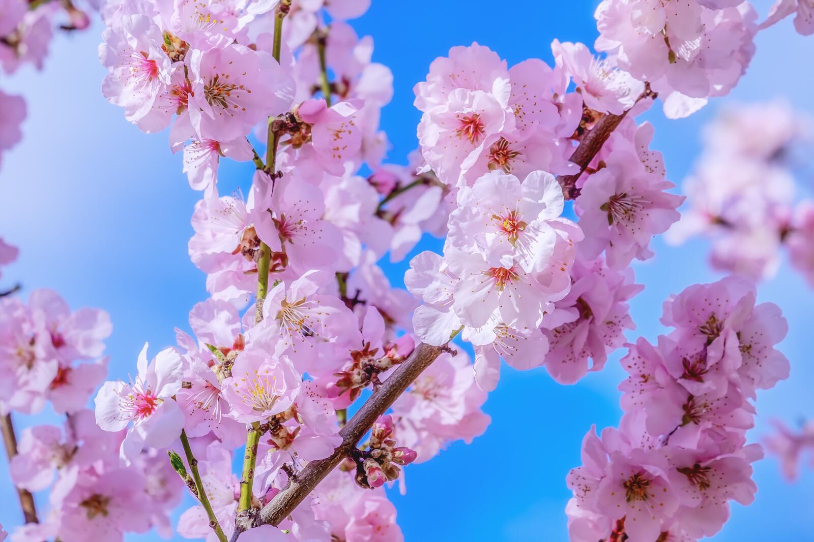 桌面上的壁纸日本樱桃 木材 春季