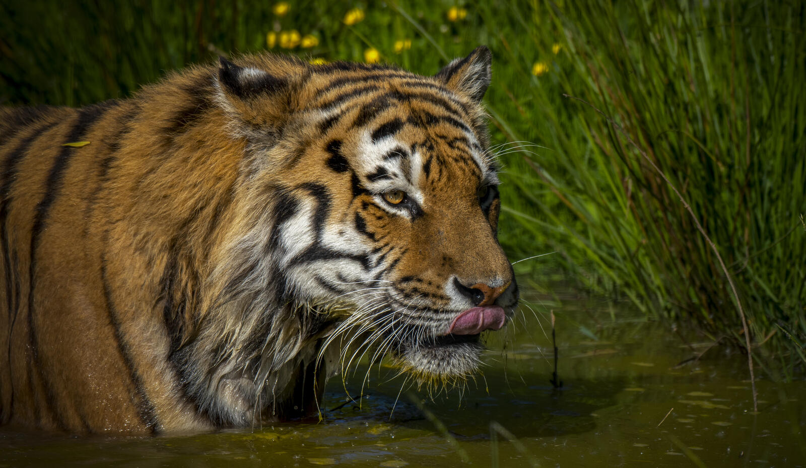 Free photo Screensaver Amur tiger, predator on your computer