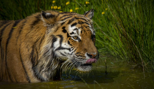 Screensaver Amur tiger, predator on your computer