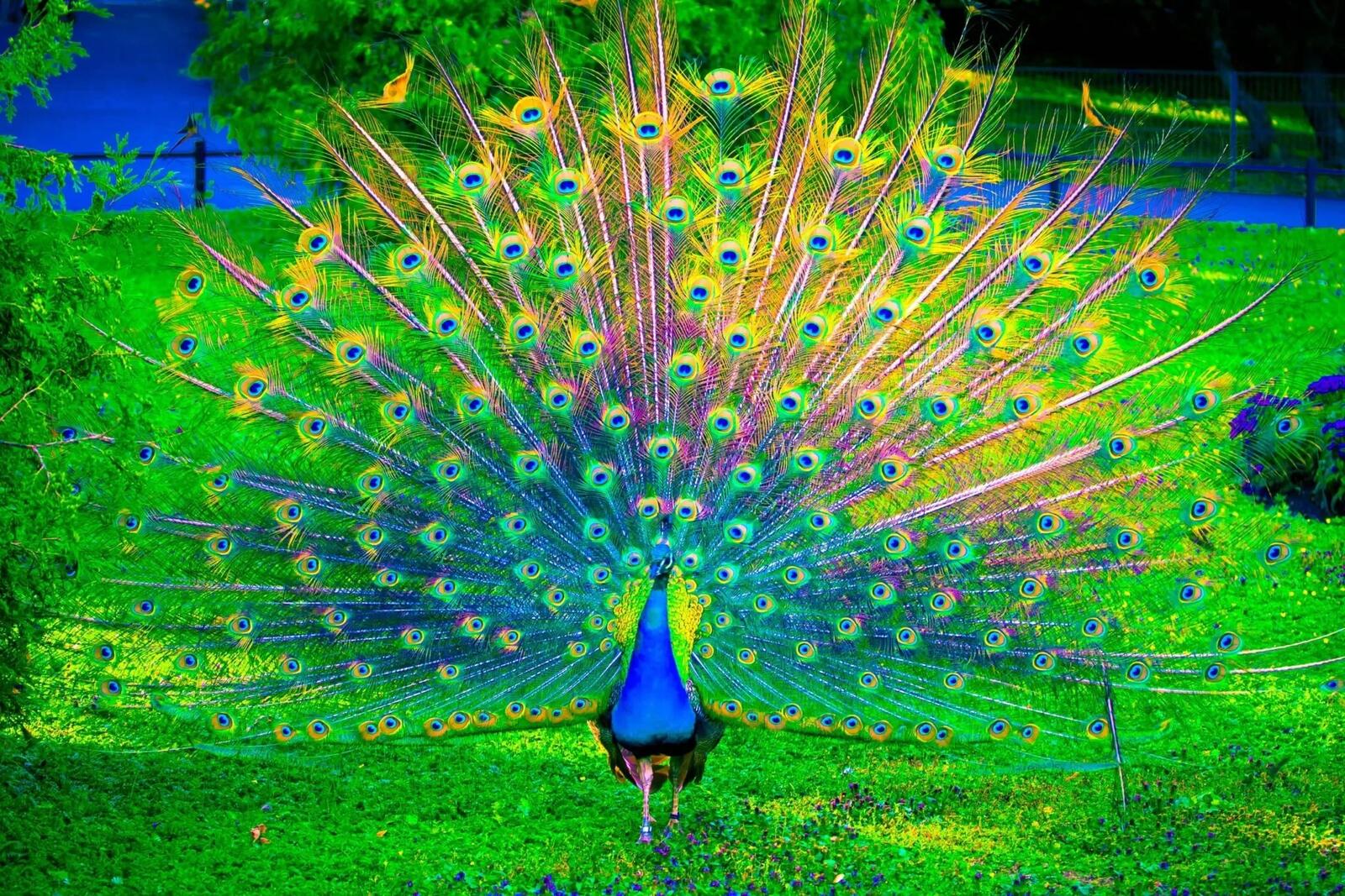 Wallpapers colorful awesome peacock on the desktop
