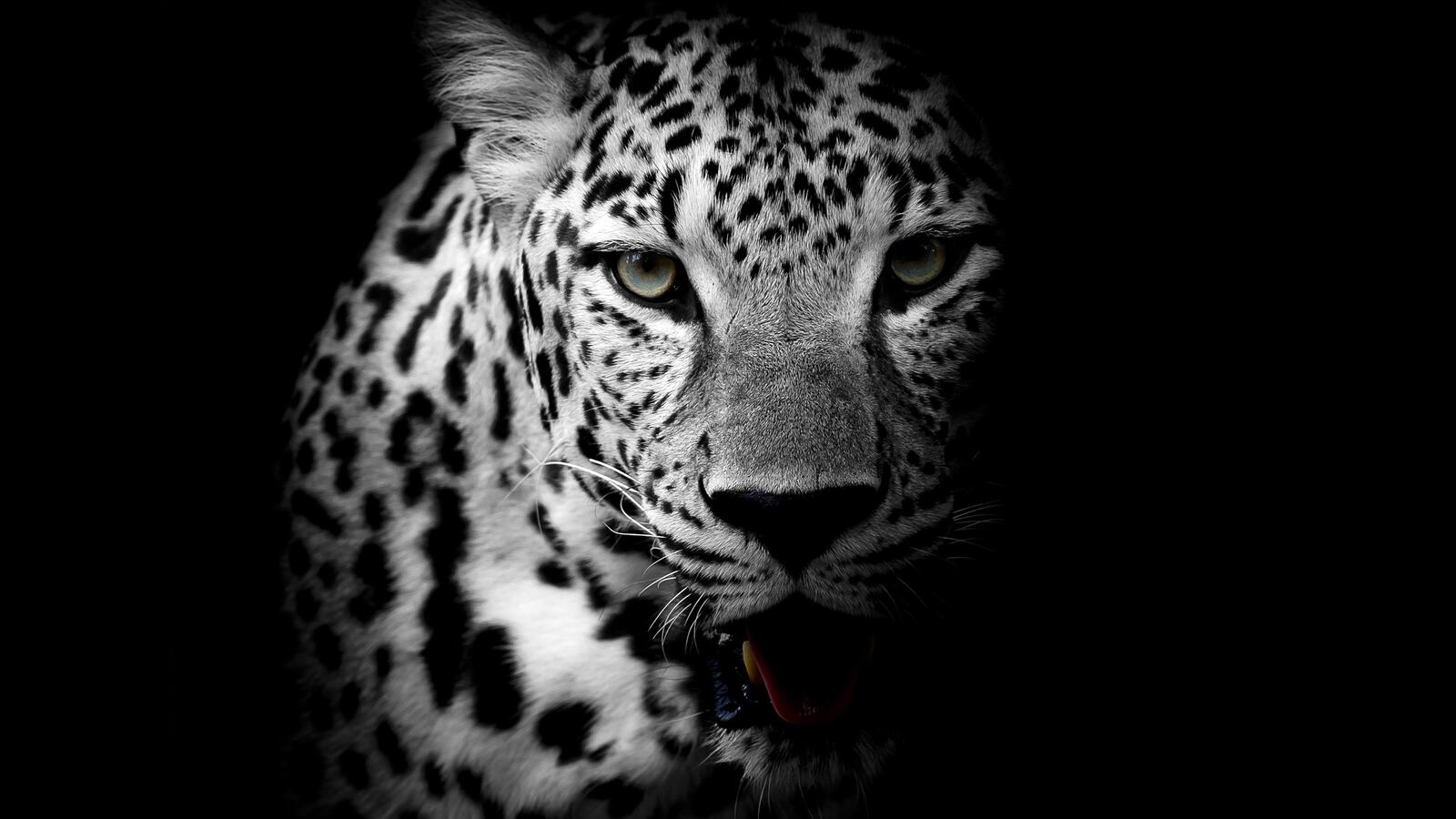 Wallpapers leopard black background night on the desktop