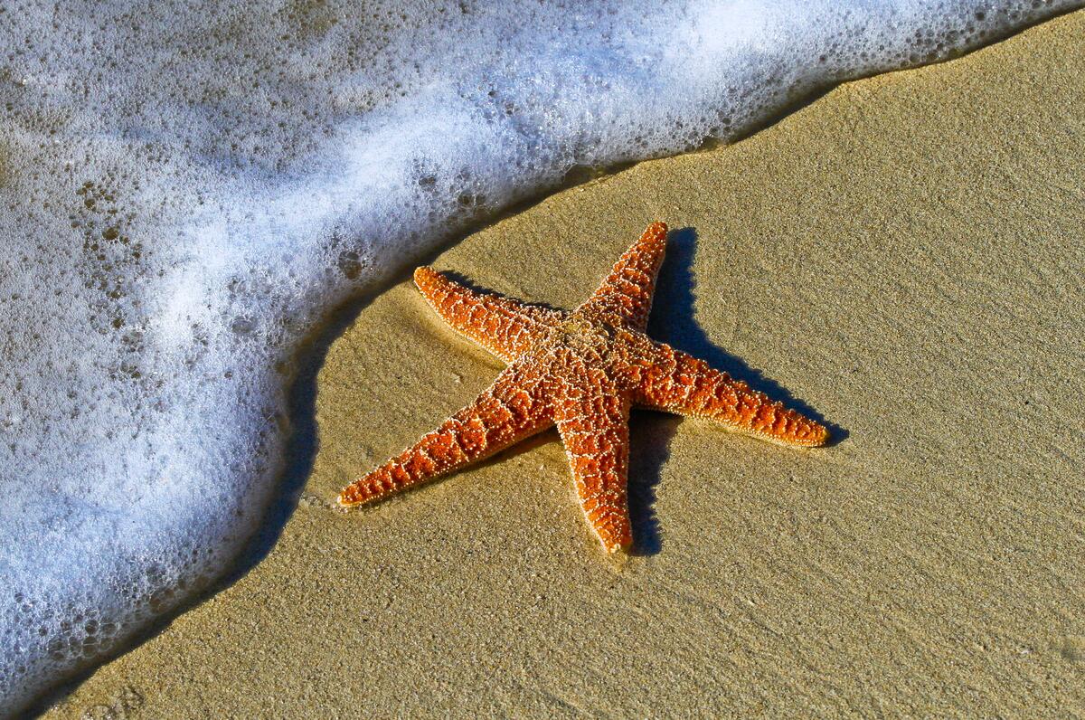 A starfish on a sandy beach is washed by a sea wave