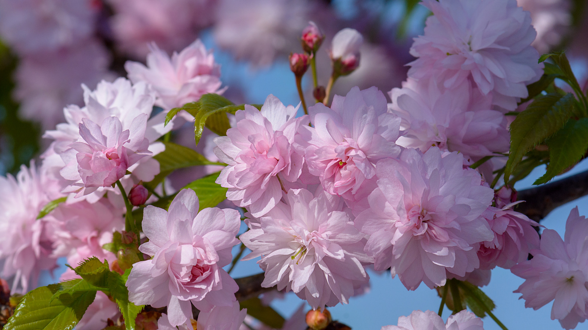 Обои весна цветущие ветви вишни в цвету на рабочий стол