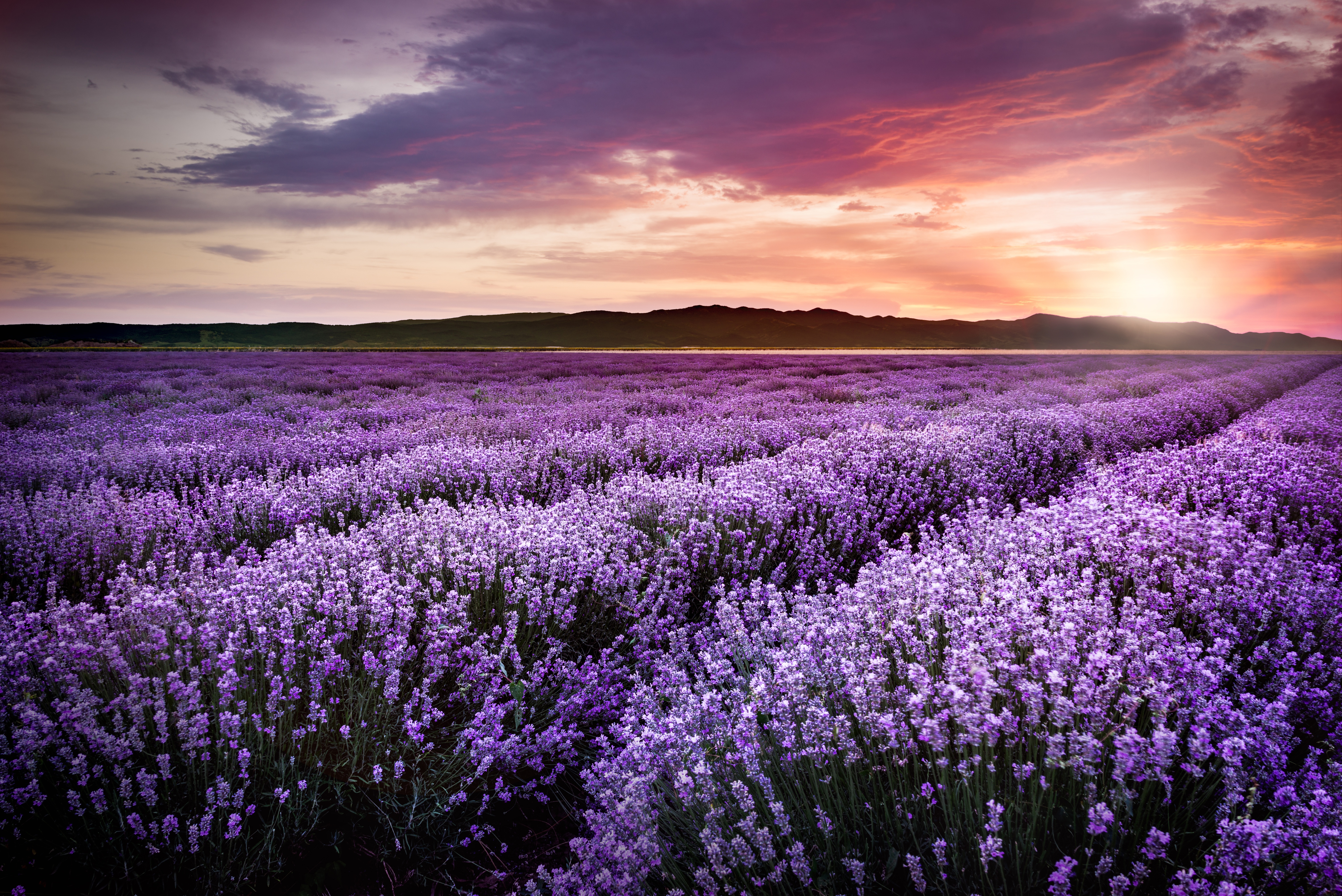 Sunset on the lavender field
