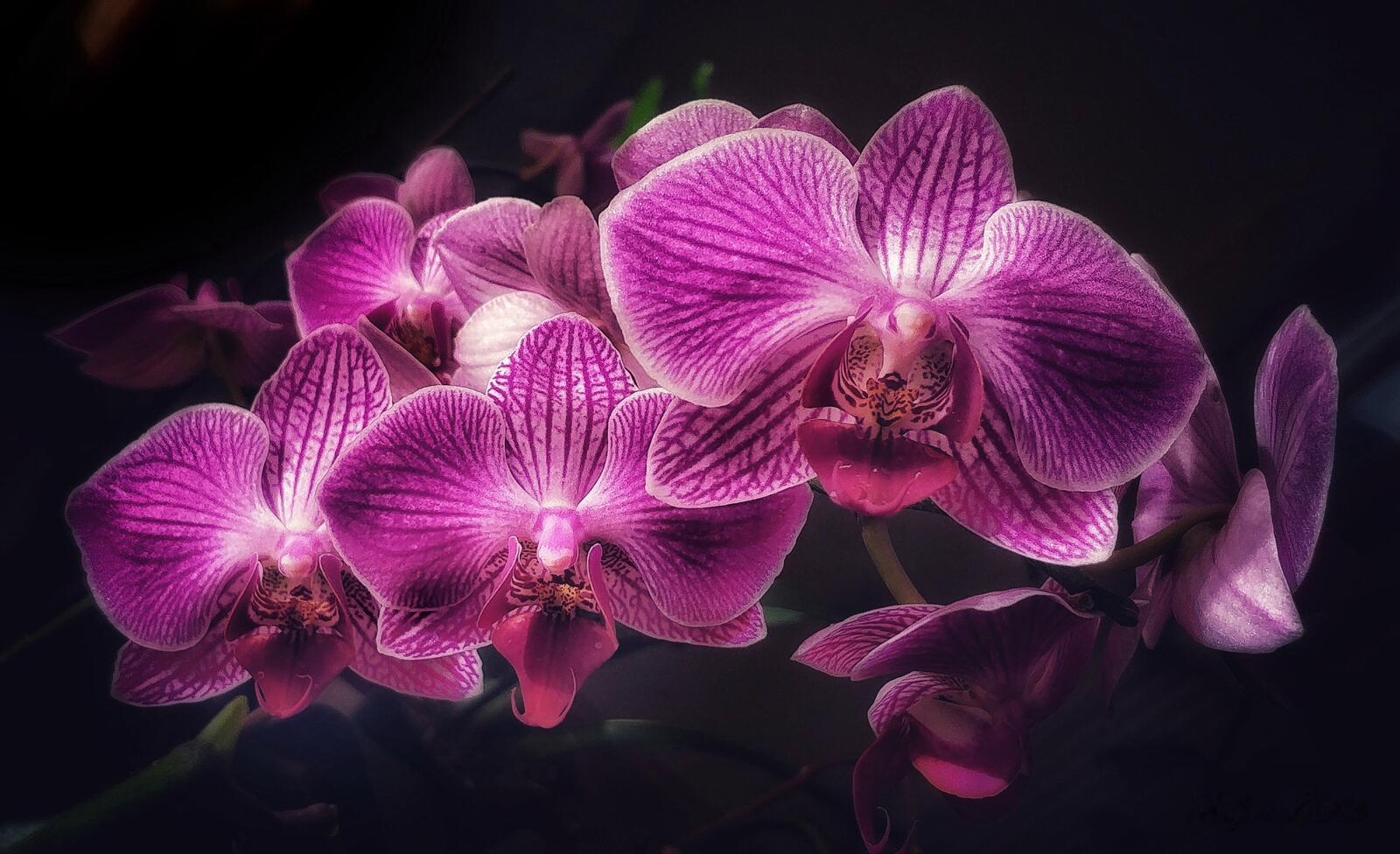 Бесплатное фото Волшебная орхидея