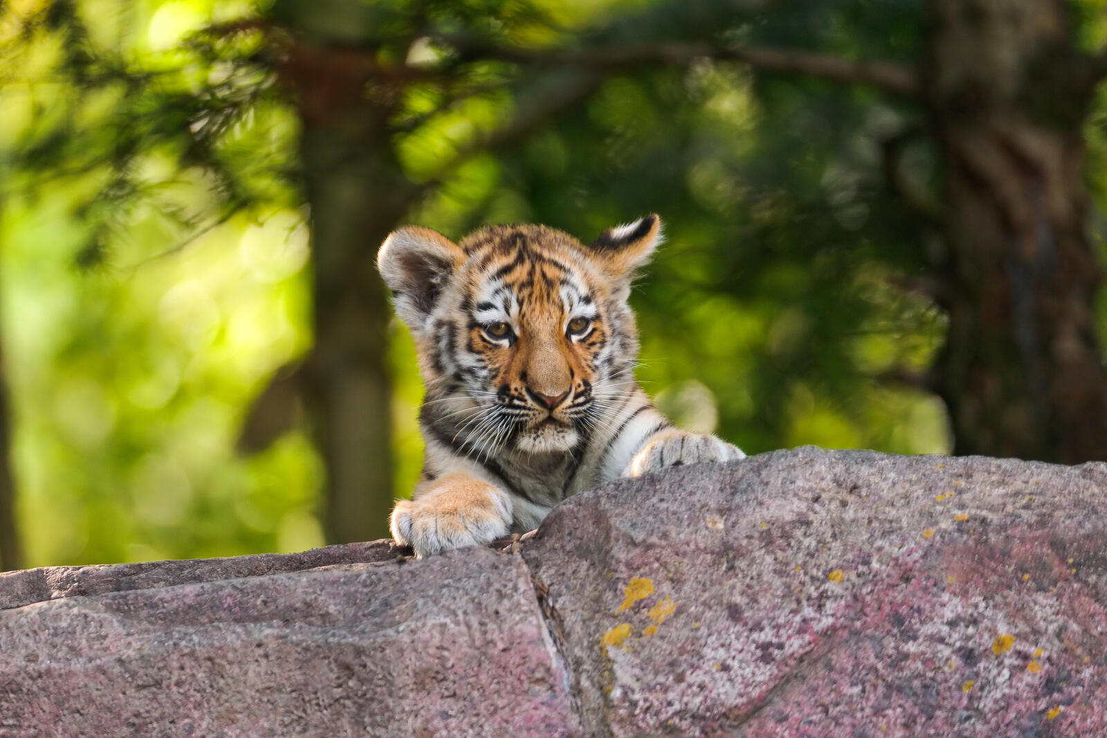 Wallpapers tiger cub striped animal on the desktop