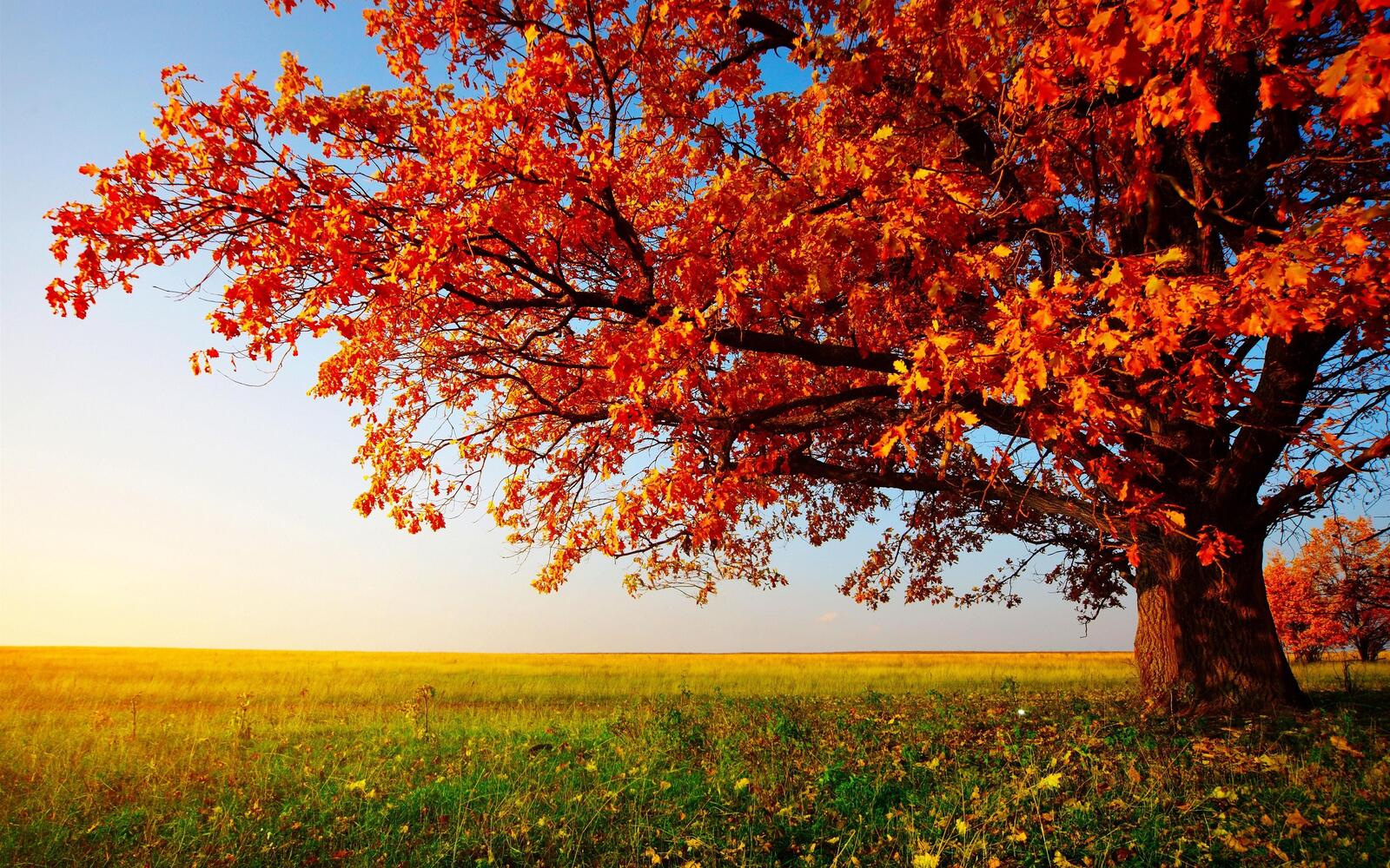 Wallpapers autumn tree field on the desktop
