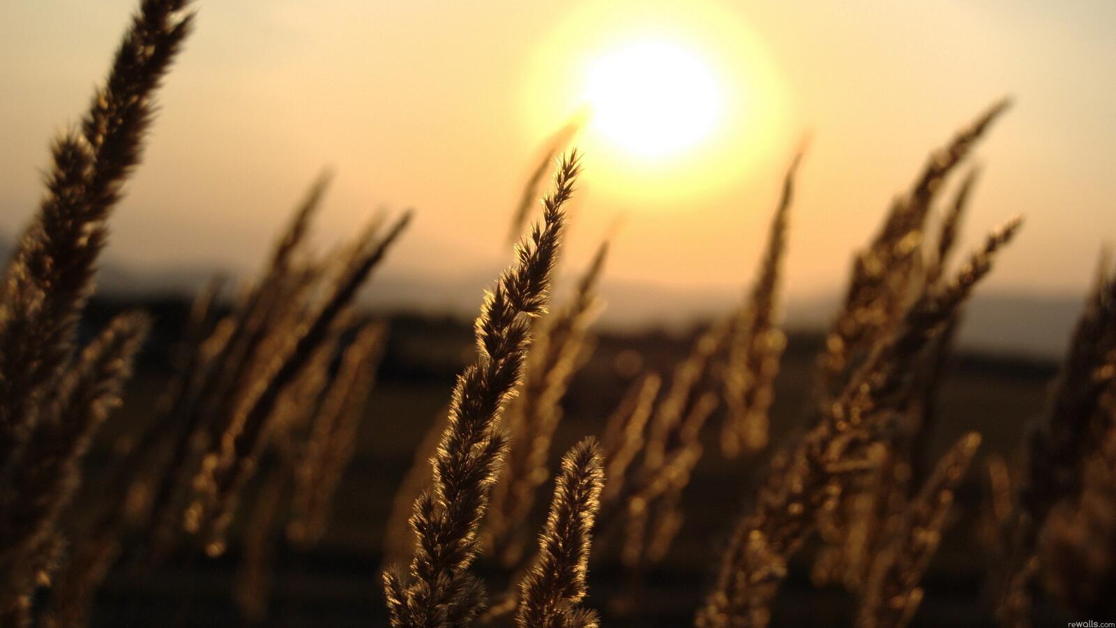 Free photo Wheat at sunset