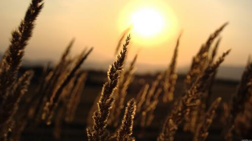 Пшеница на закате дня