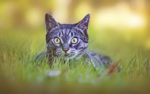 The frightened cat in the grass