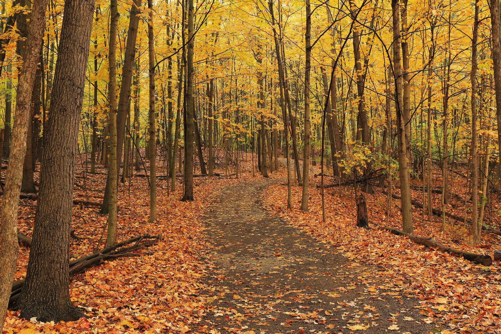 免费照片照片 秋天的树叶，森林看起来很自由