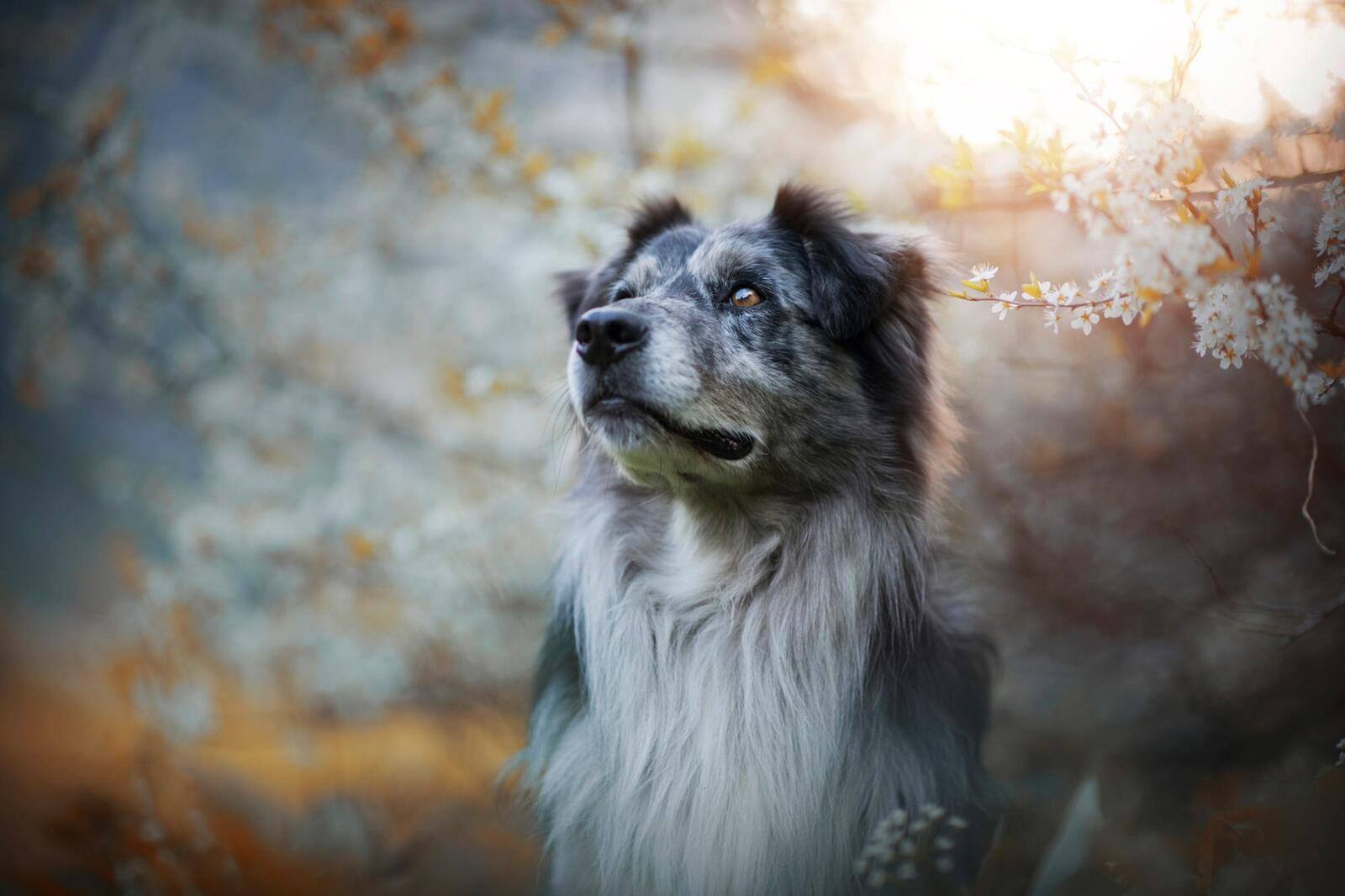 Бесплатное фото Собака в весеннем саду