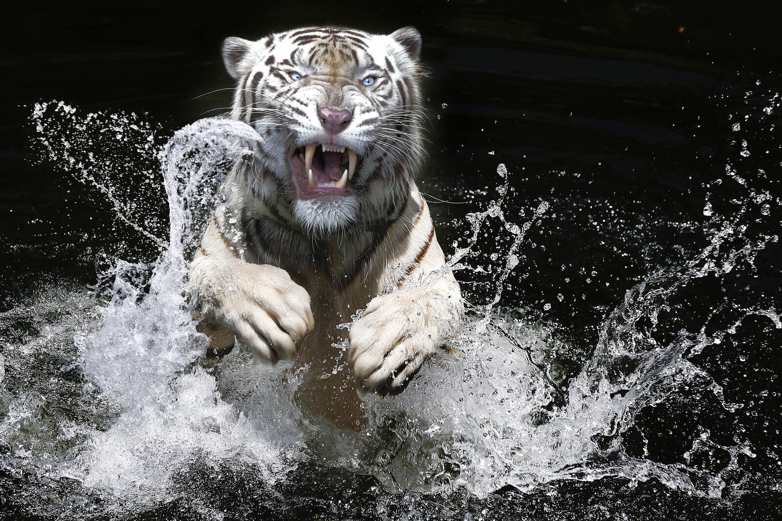 Free photo White tiger jumping out of the water