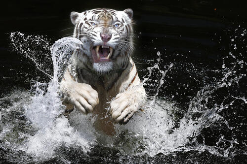 Белый тигр выпрыгивает из воды