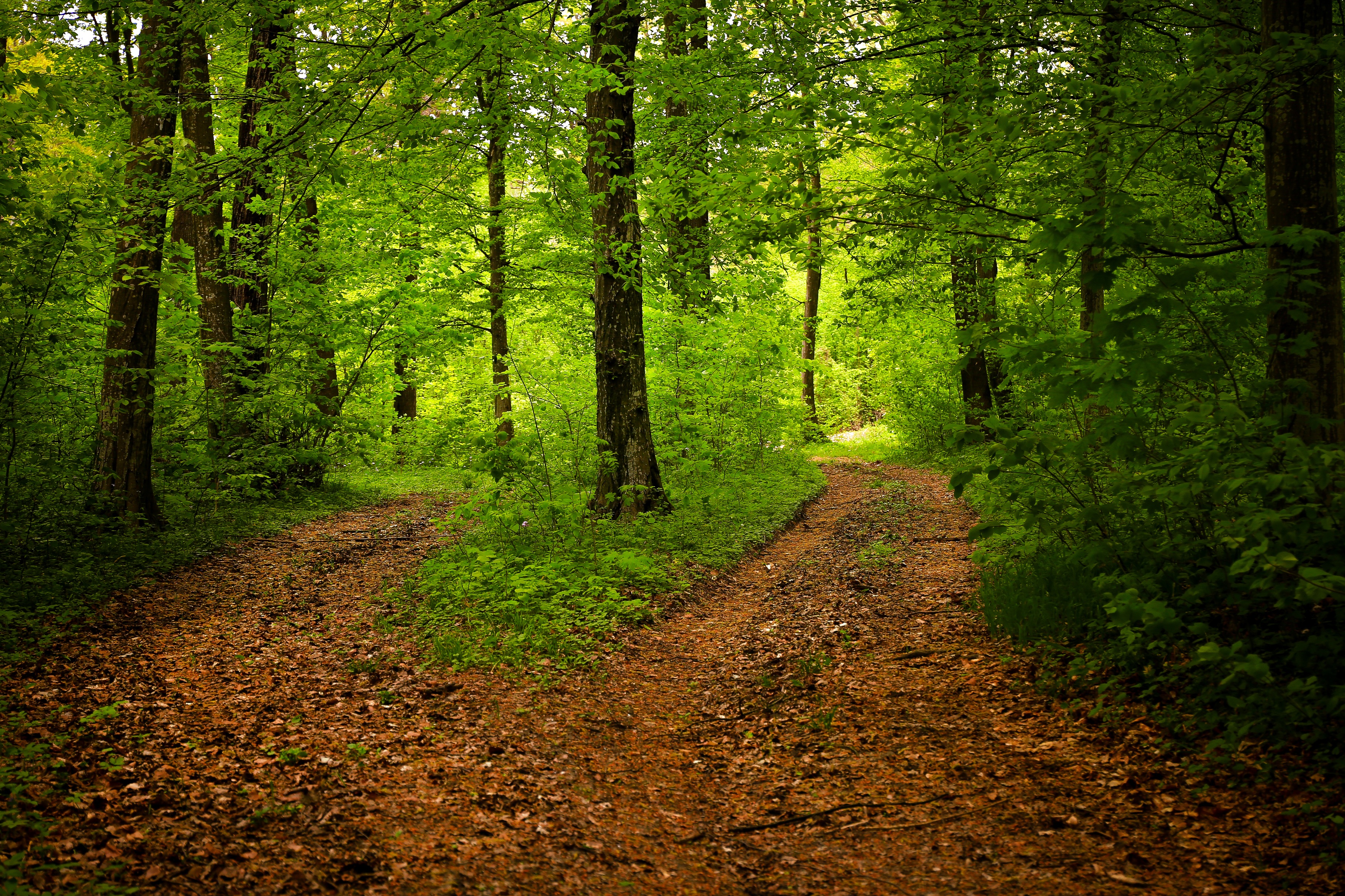 Фото бесплатно пейзажи, дорога, зеленые листья