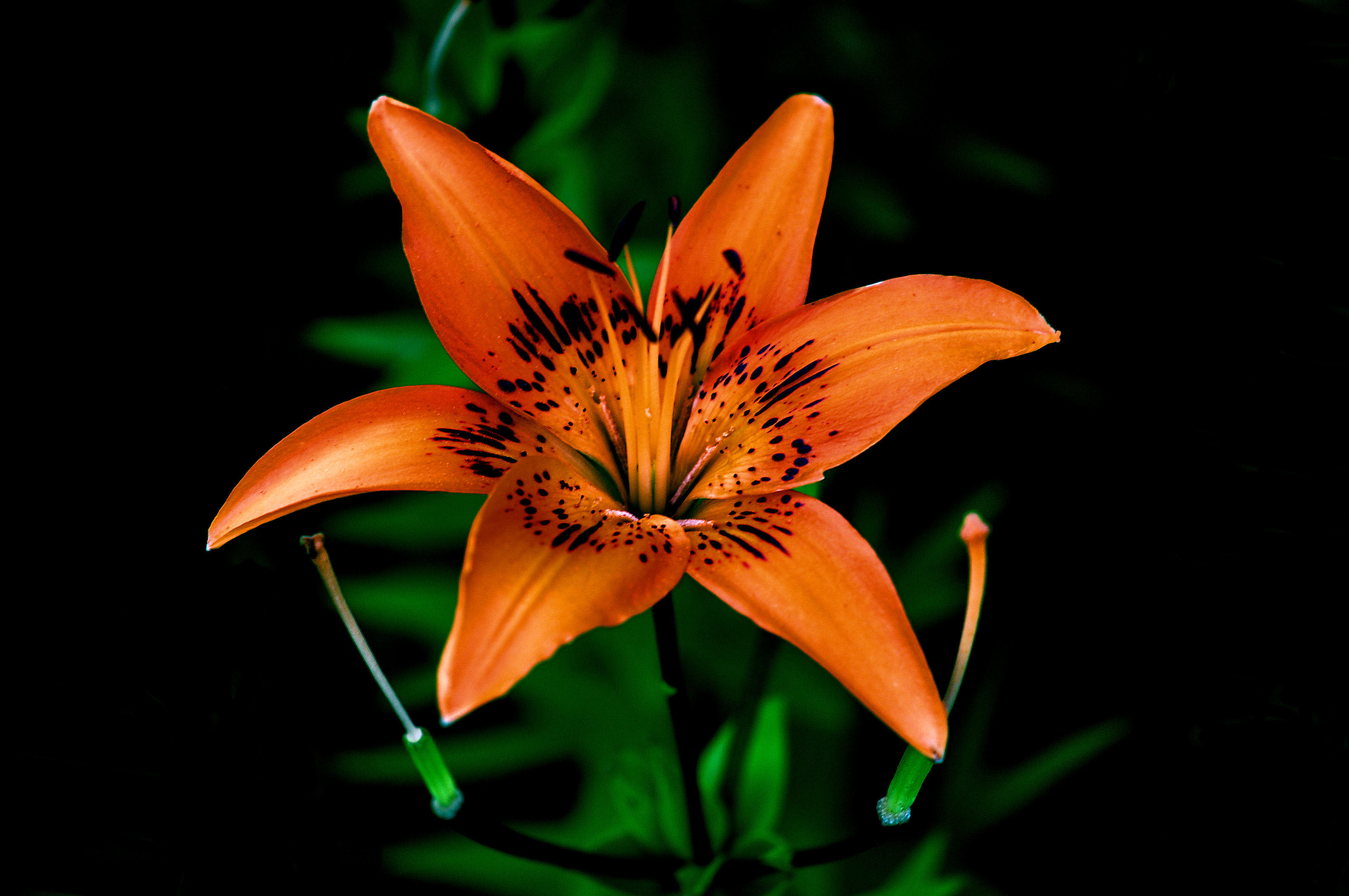 Фото лилия одинокий цветок цветочная композиция - бесплатные картинки на Fonwall