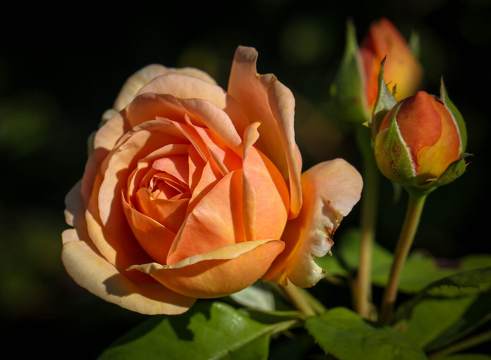 Обои флористические роза цветение на рабочий стол