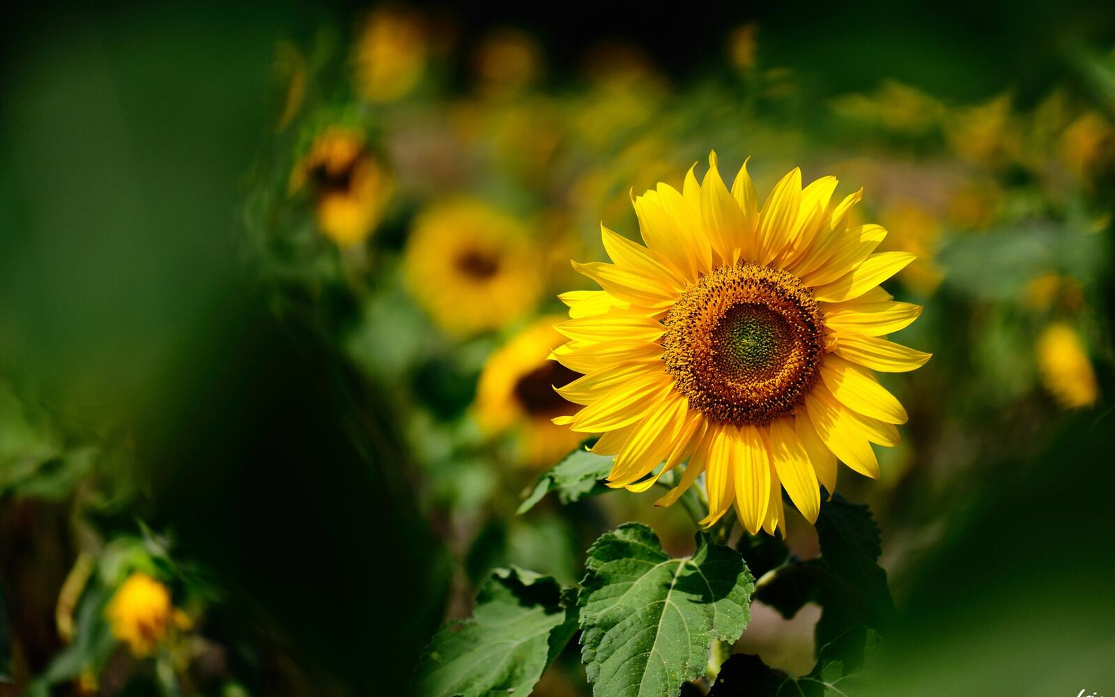 Free photo Flower sunflower
