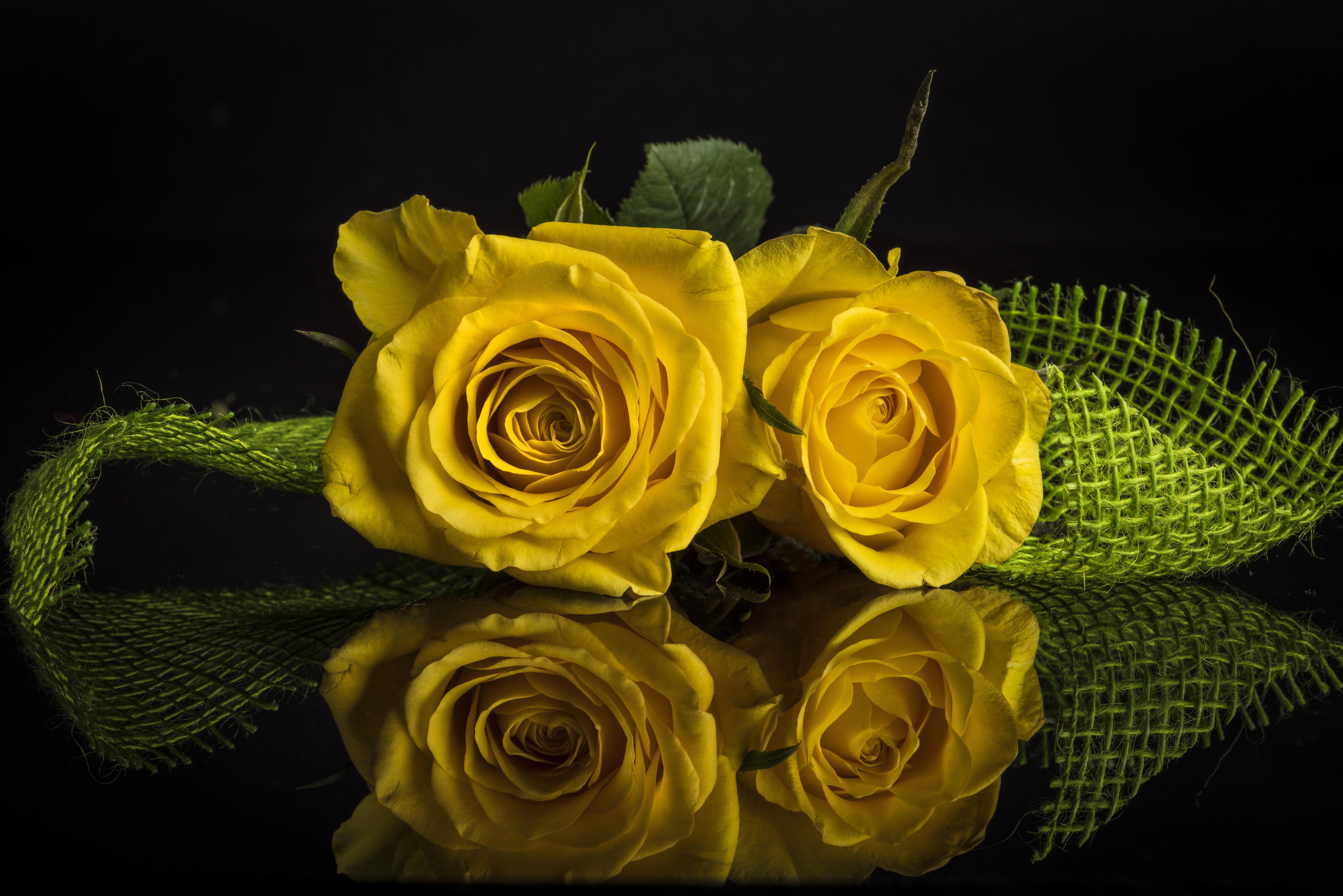 桌面上的壁纸黄芽 玫瑰 花