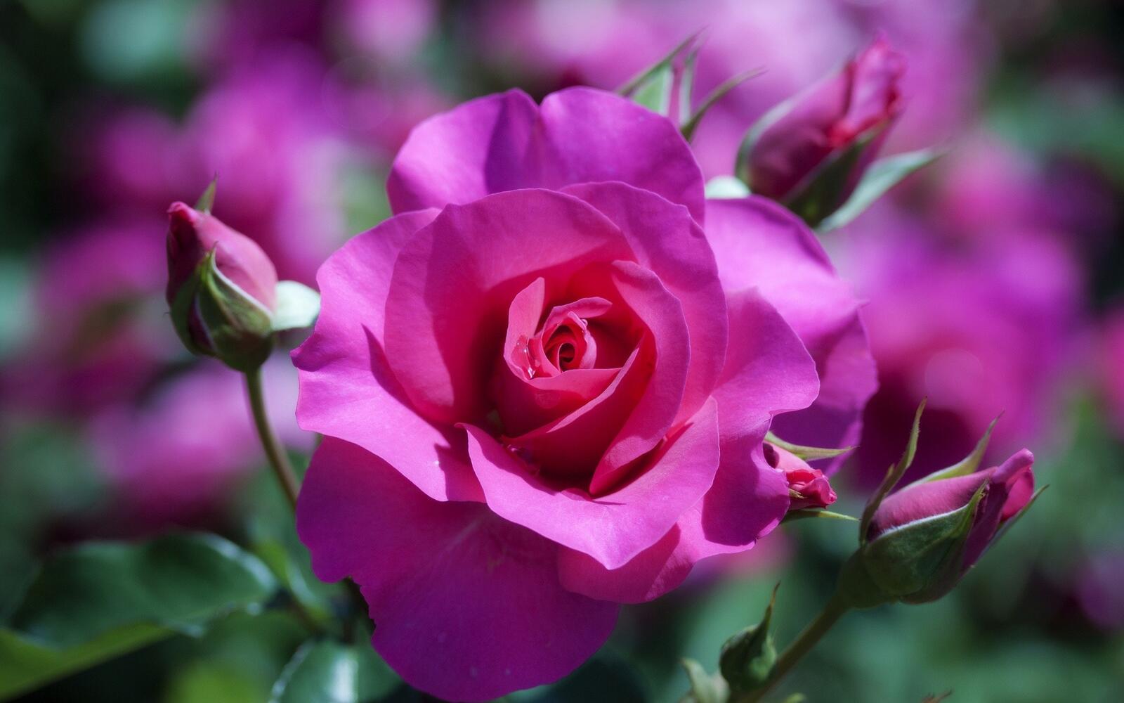 Бесплатное фото Флорибунда роза