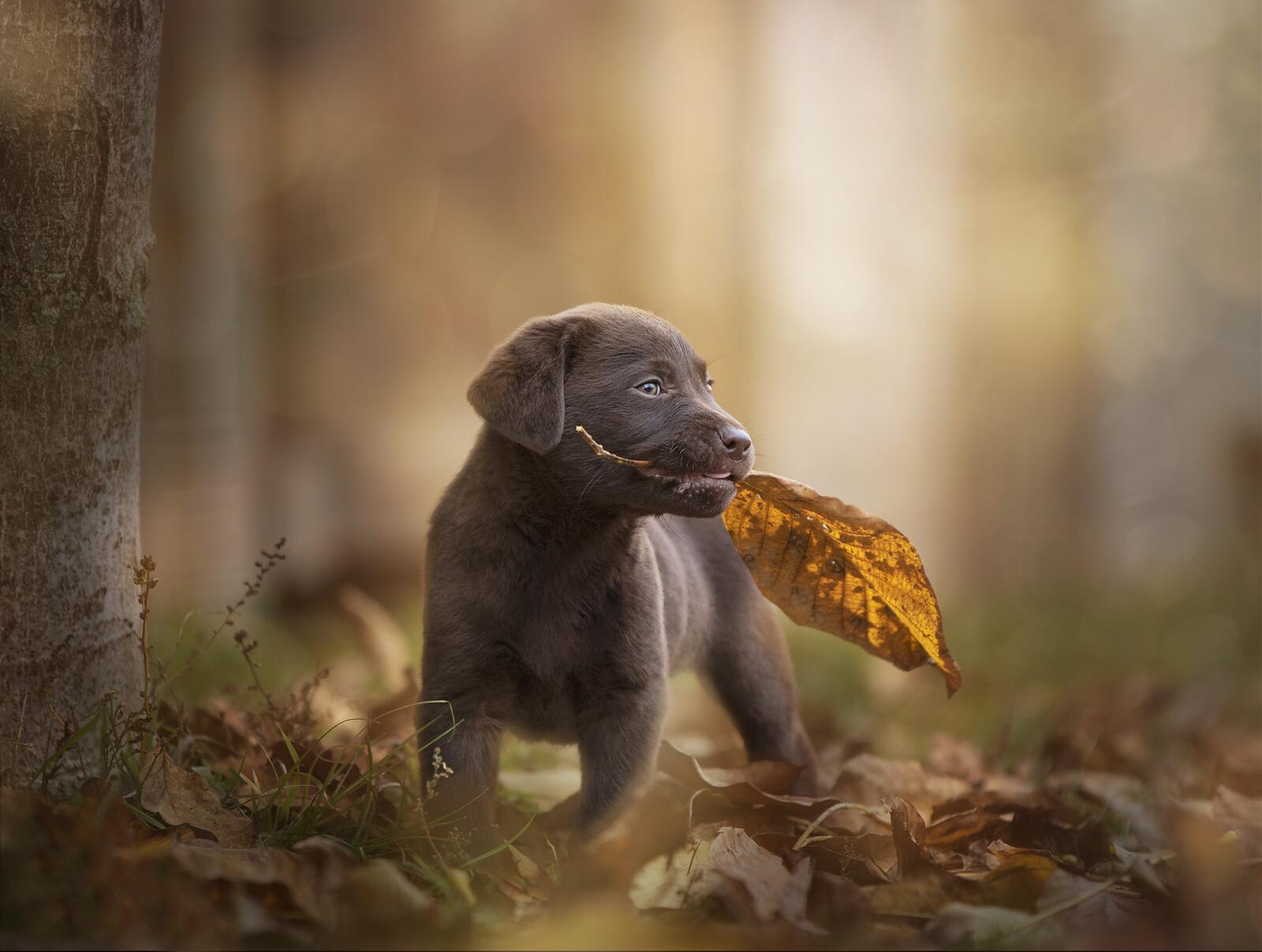 Free photo Retriever puppy with a leaf