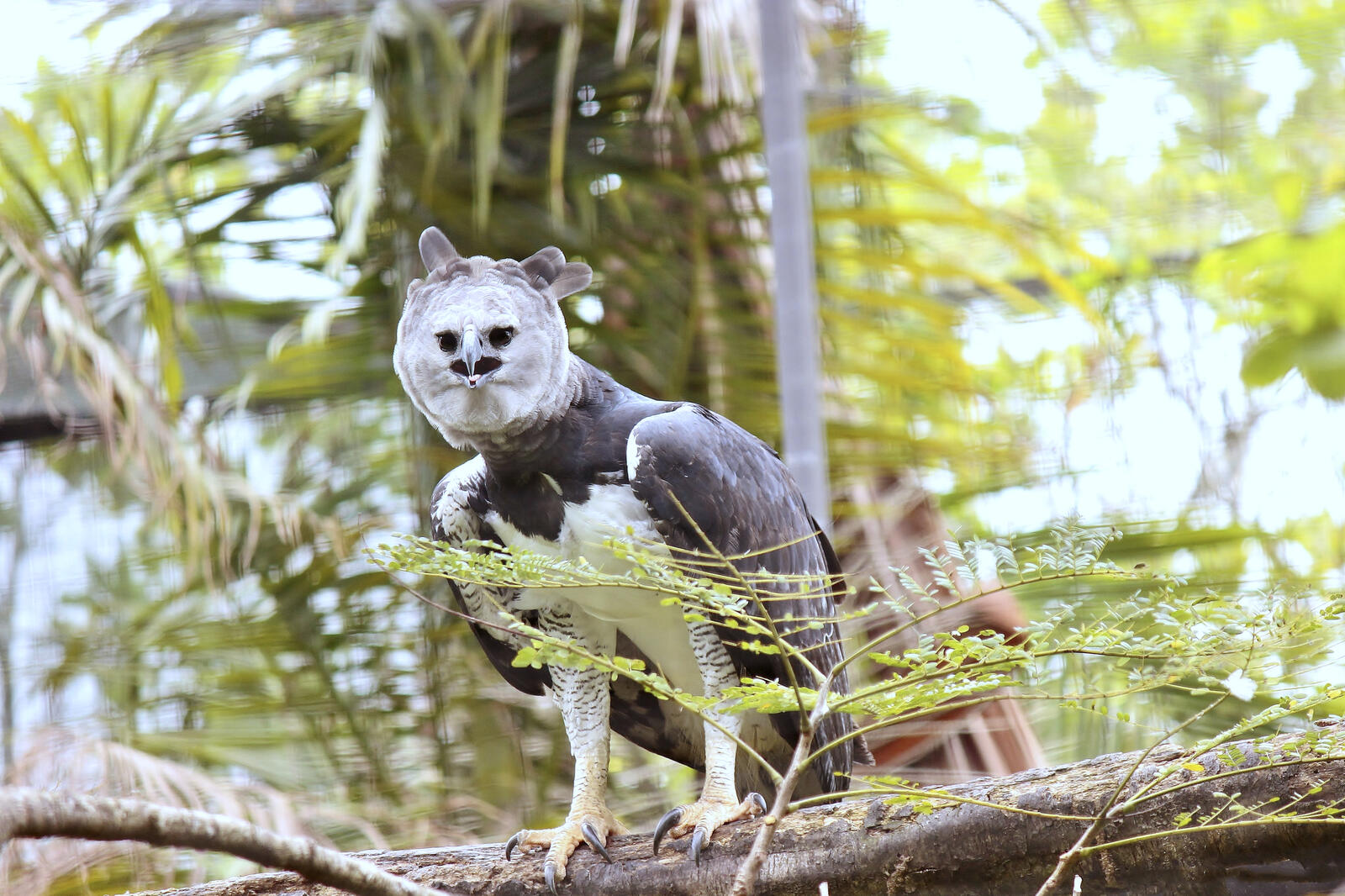 Wallpapers South America harpy Harpy Eagle on the desktop
