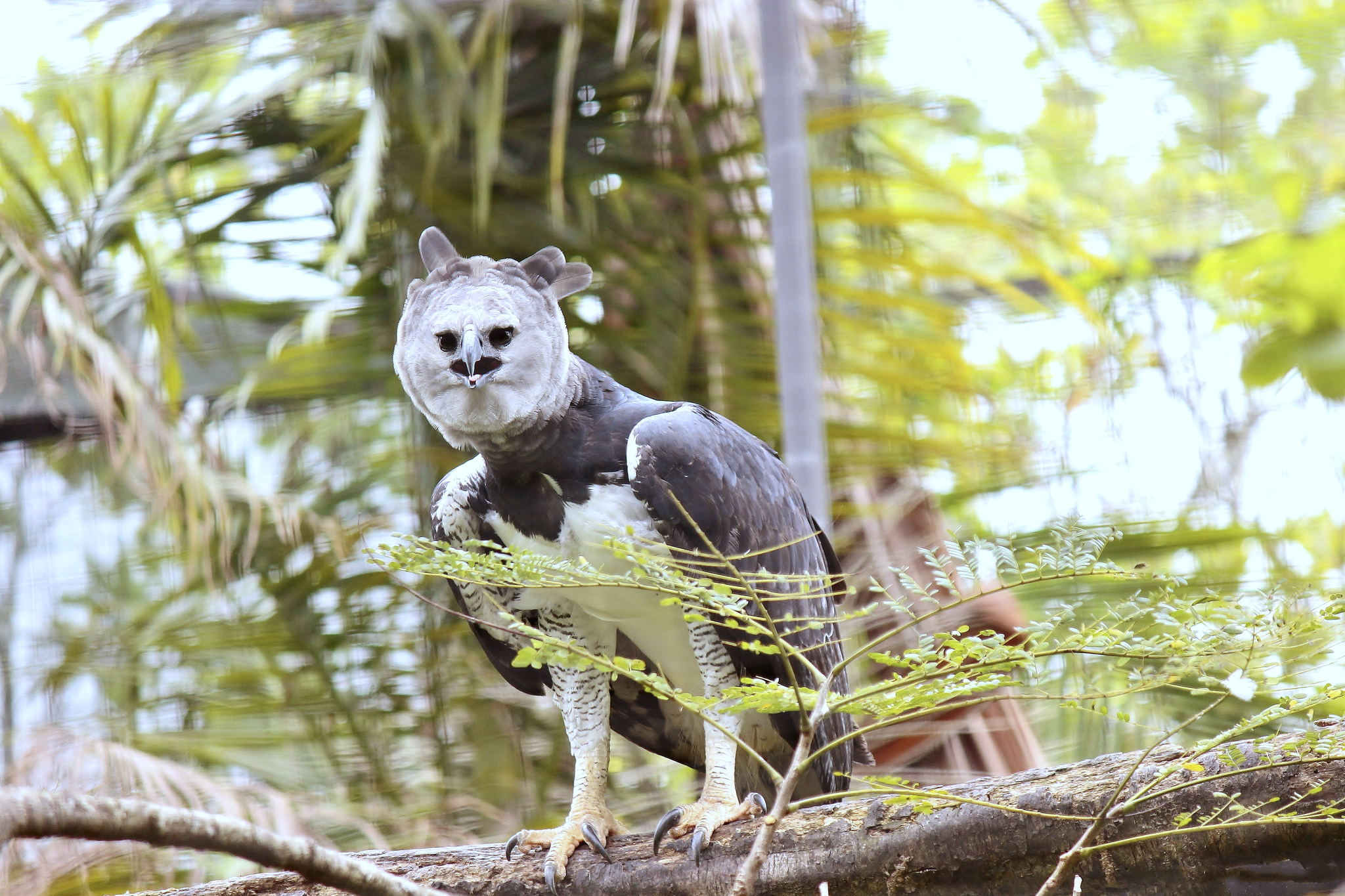 Wallpapers South America harpy Harpy Eagle on the desktop