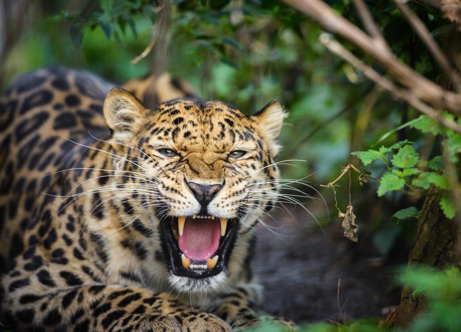 Wallpapers leopard grin animal on the desktop