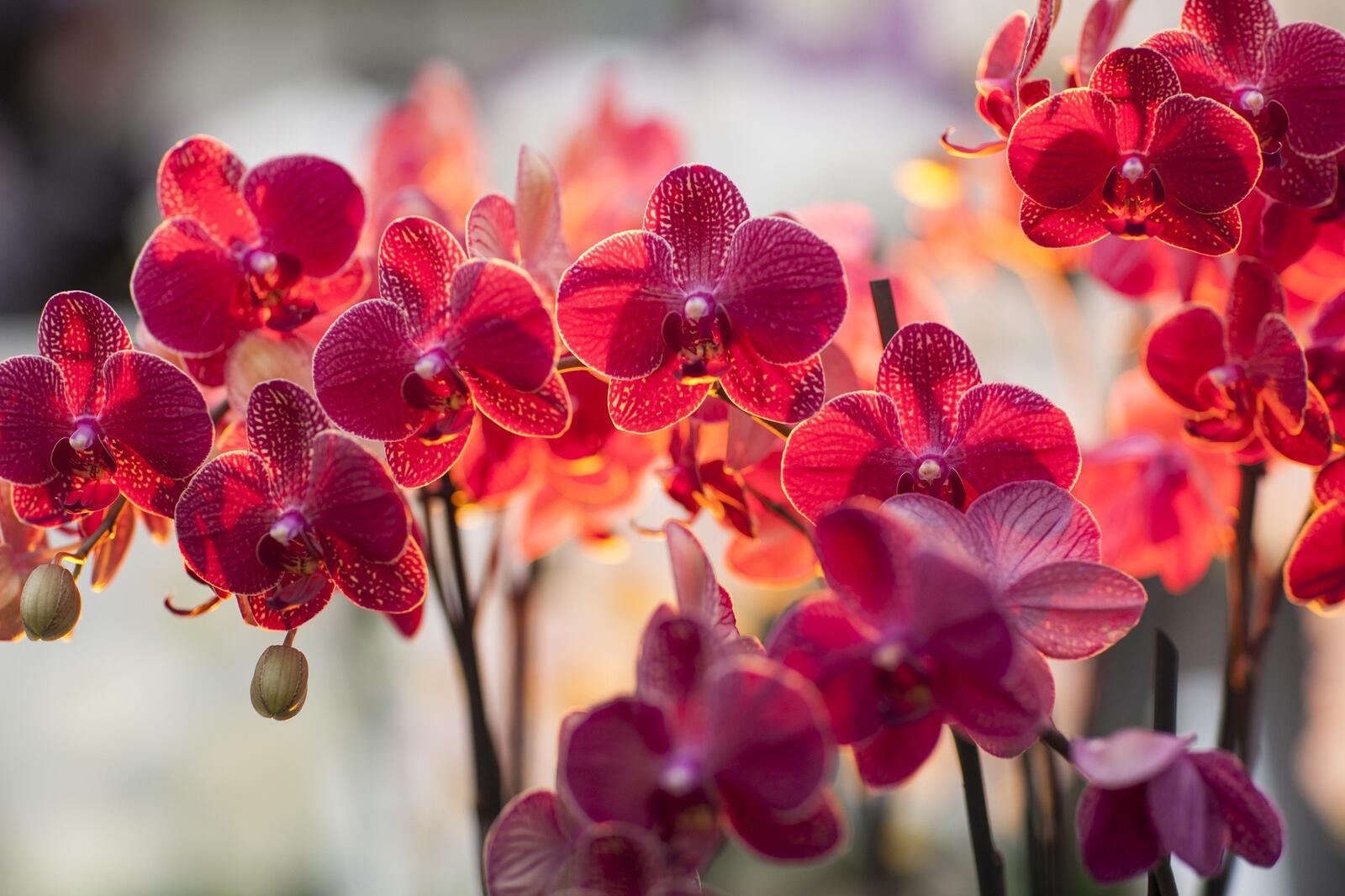 Обои орхидеи цветочный красный на рабочий стол