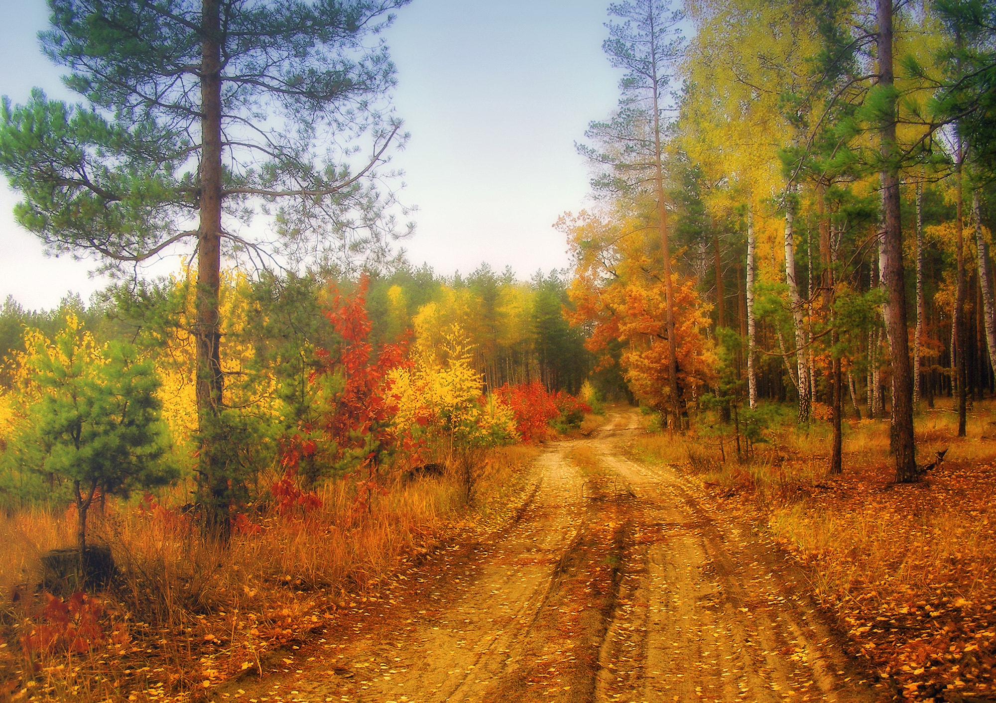 Photo free forest, fall colors, autumn colors