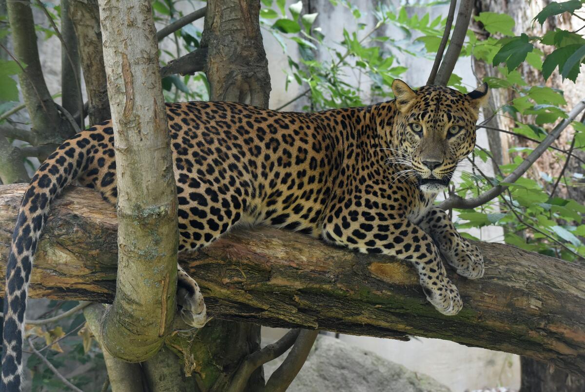 леопард на дереве 2