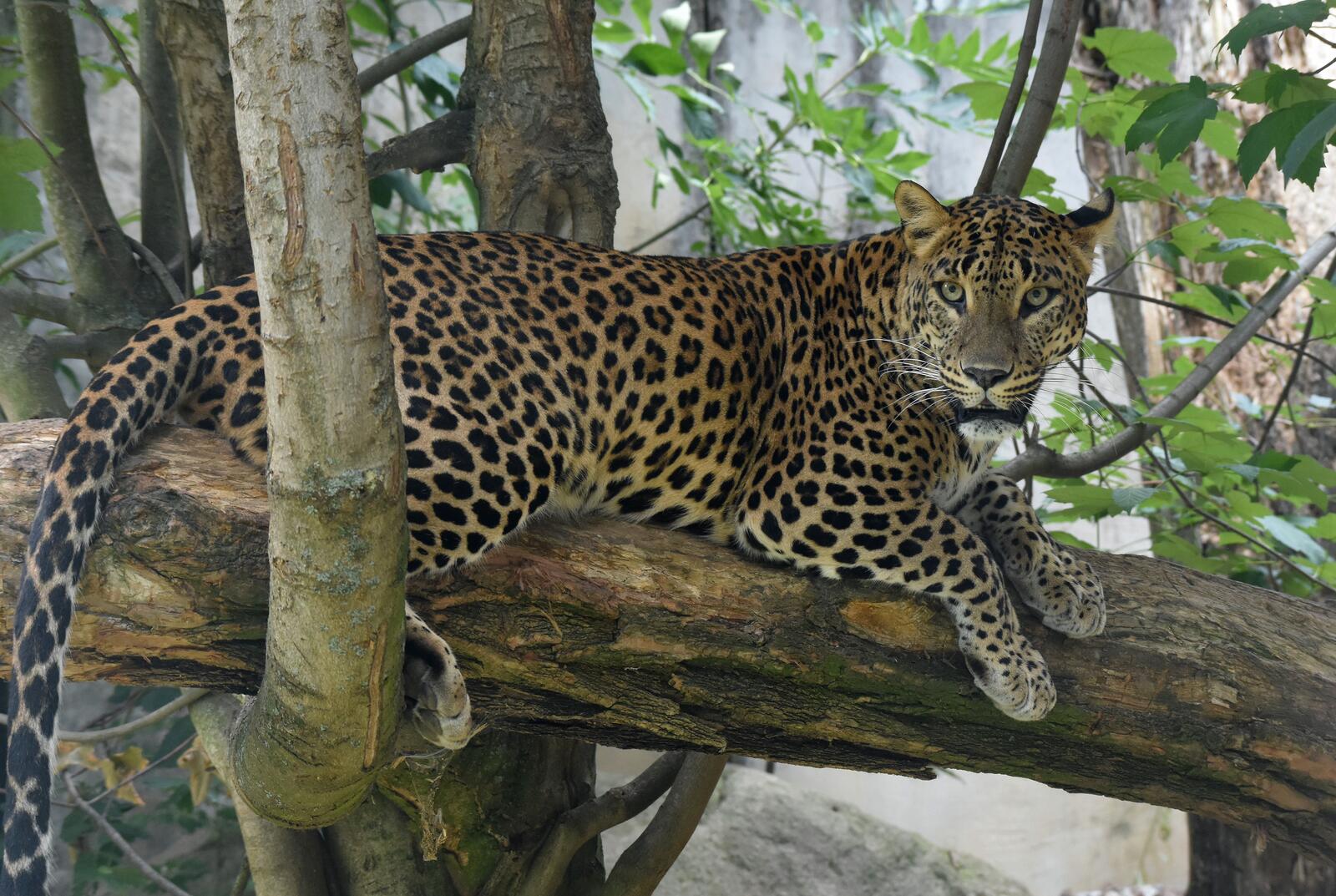 Бесплатное фото леопард на дереве 2