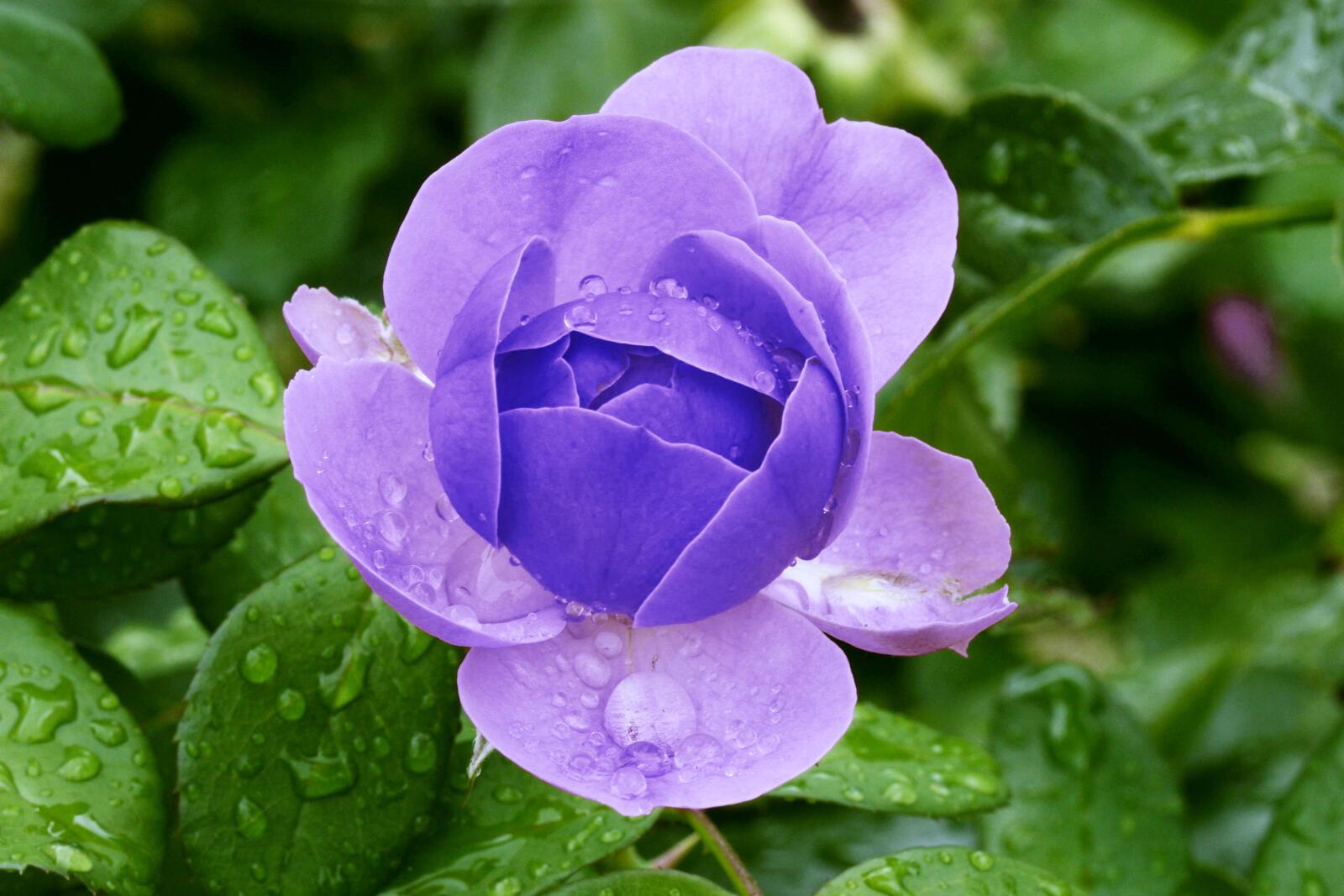 Обои роза розы фиолетовый цветок на рабочий стол