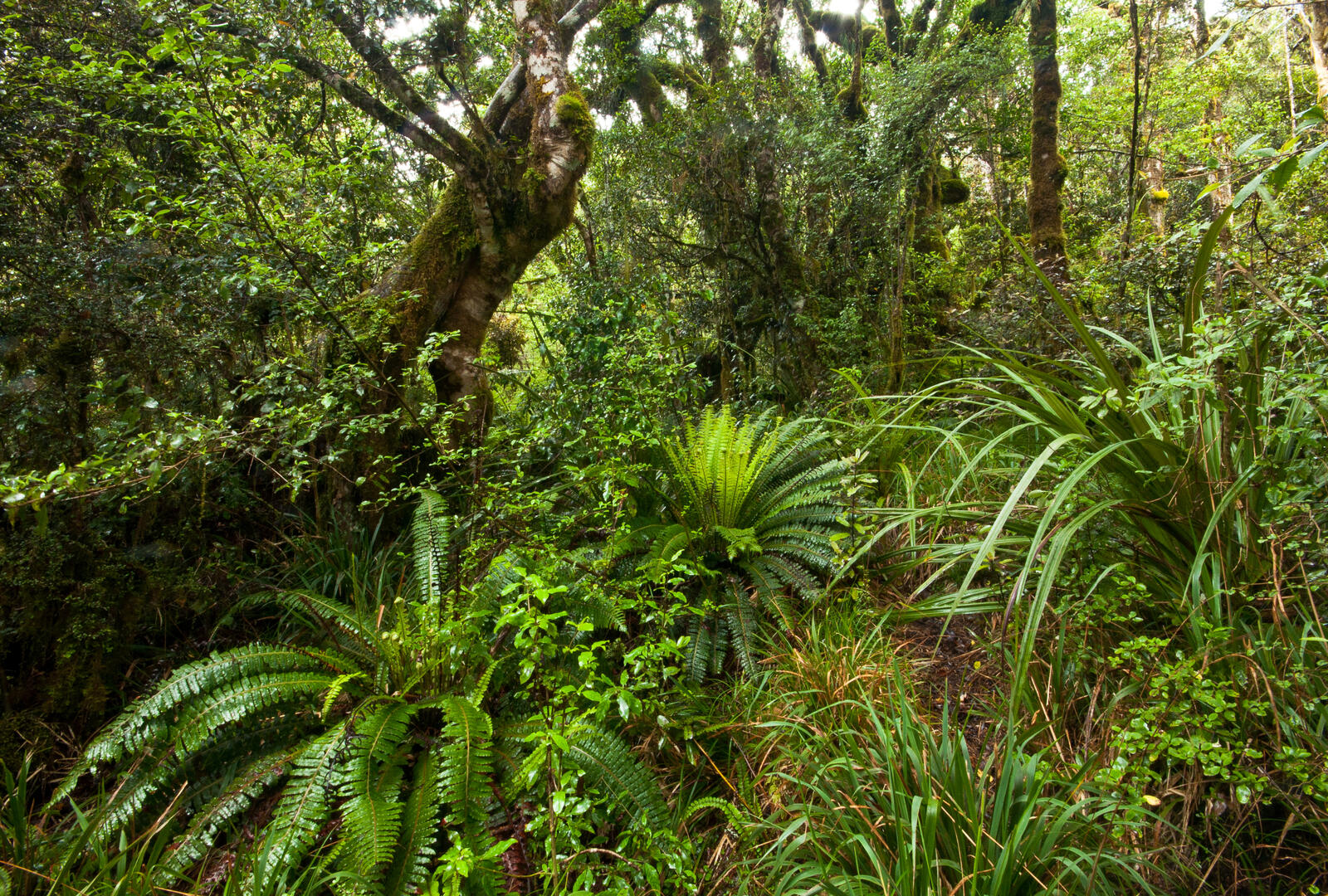 Обои тропики джунгли лес на рабочий стол