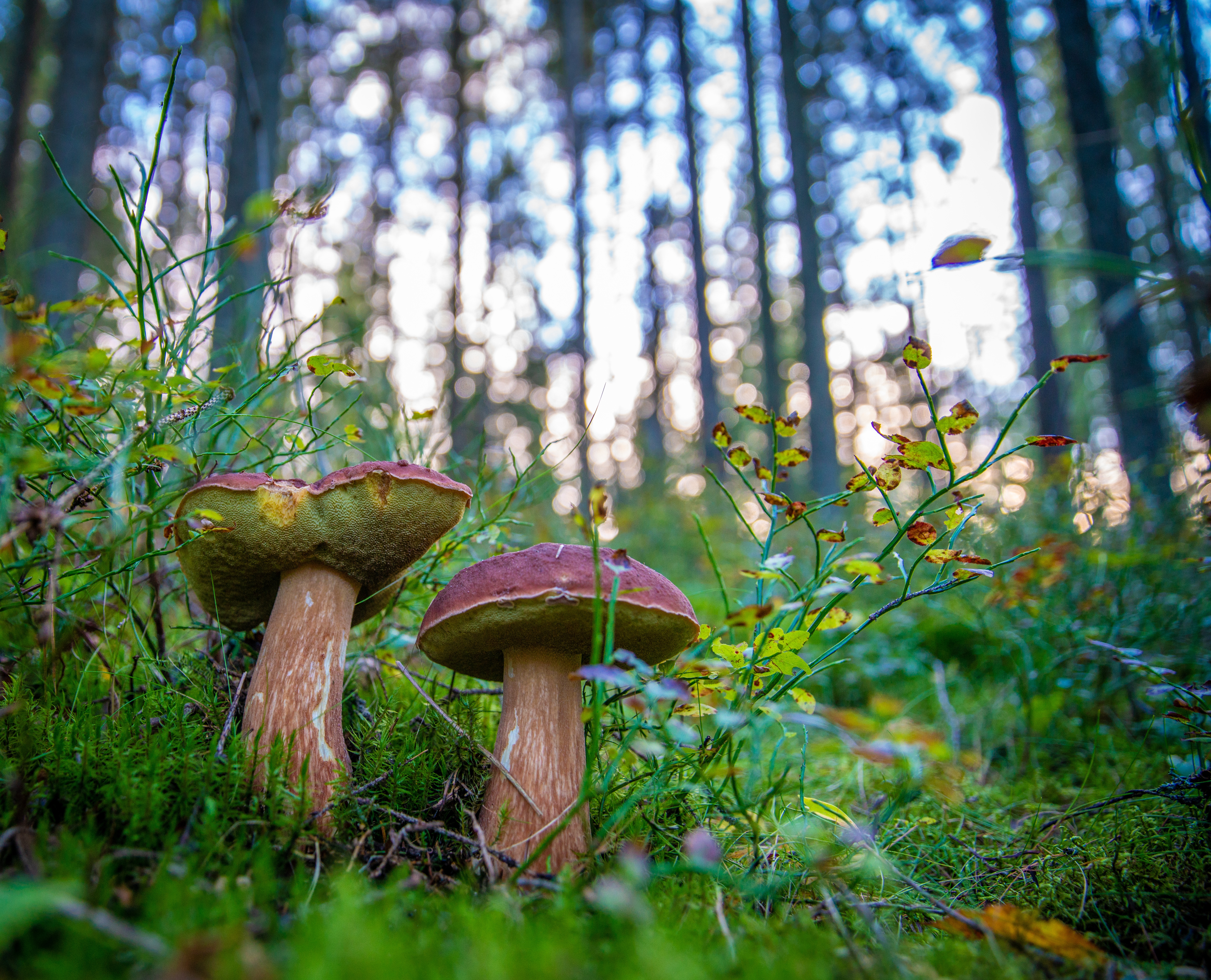 Wallpapers mushrooms boletus forest on the desktop