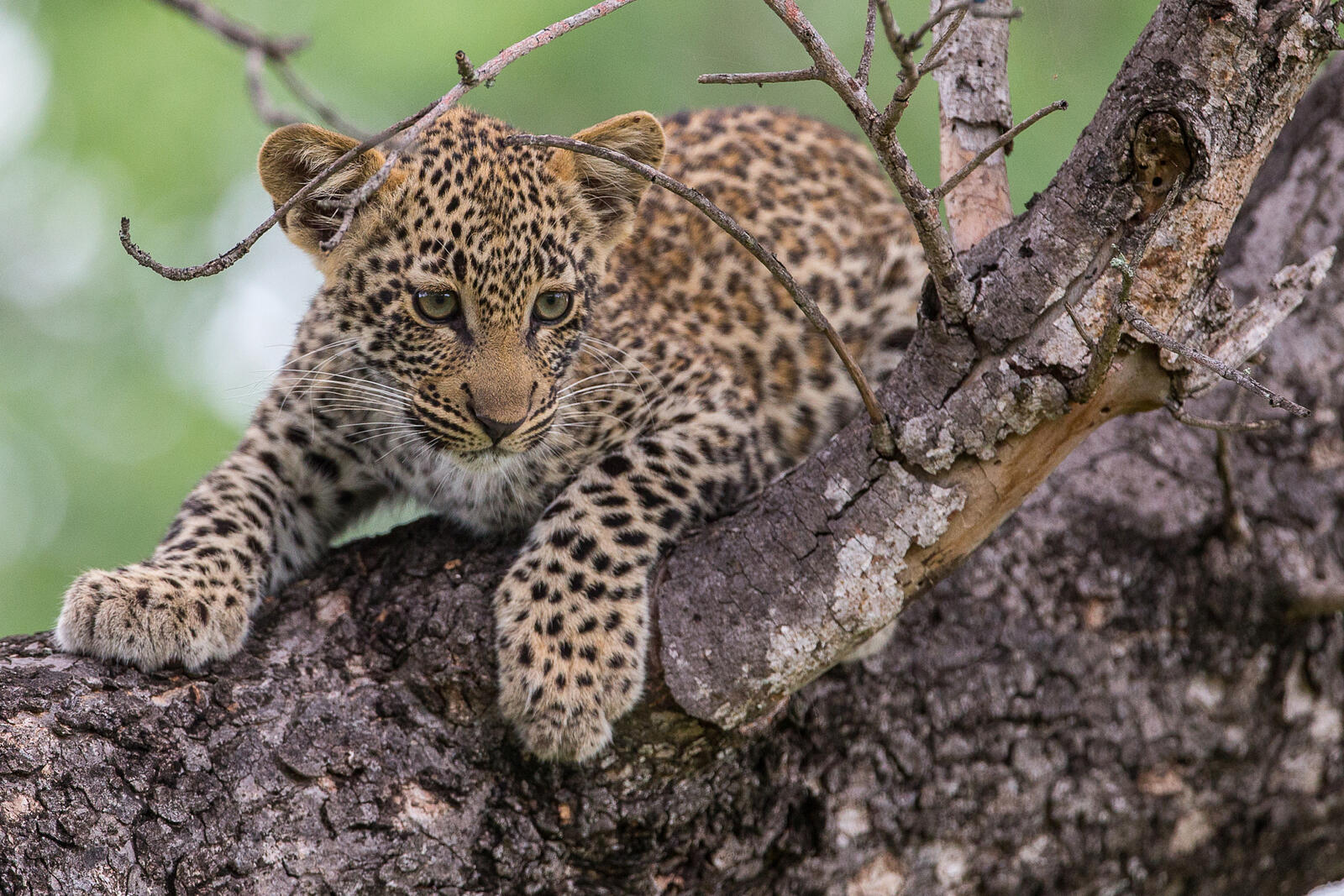 Обои Leopard in tree маленький леопард детеныш на рабочий стол