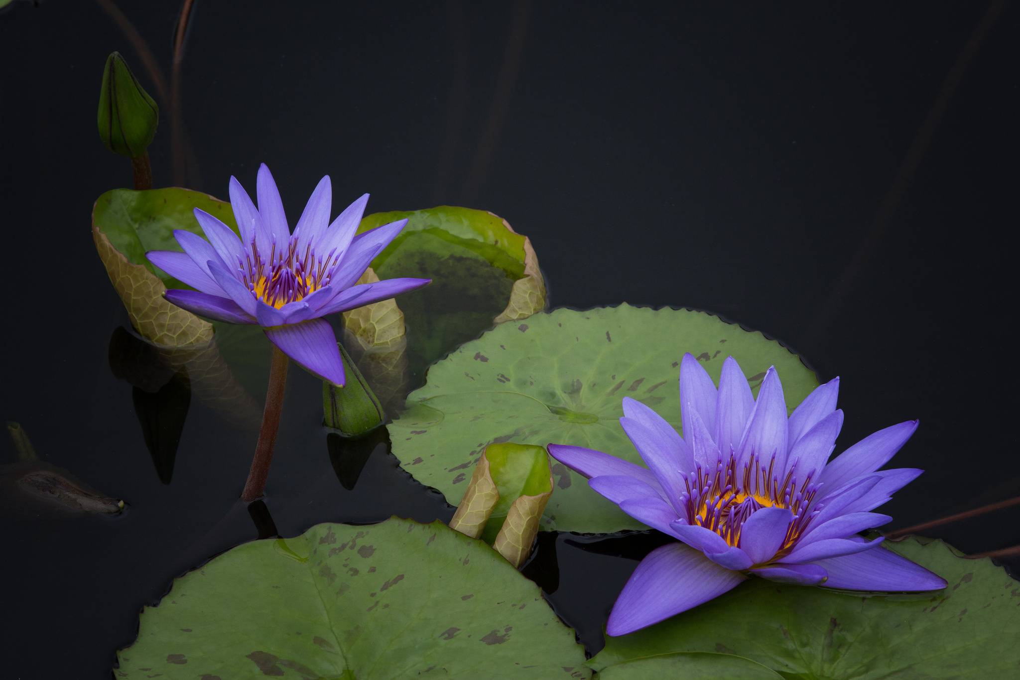 Wallpapers flora leaves water Lily on the desktop