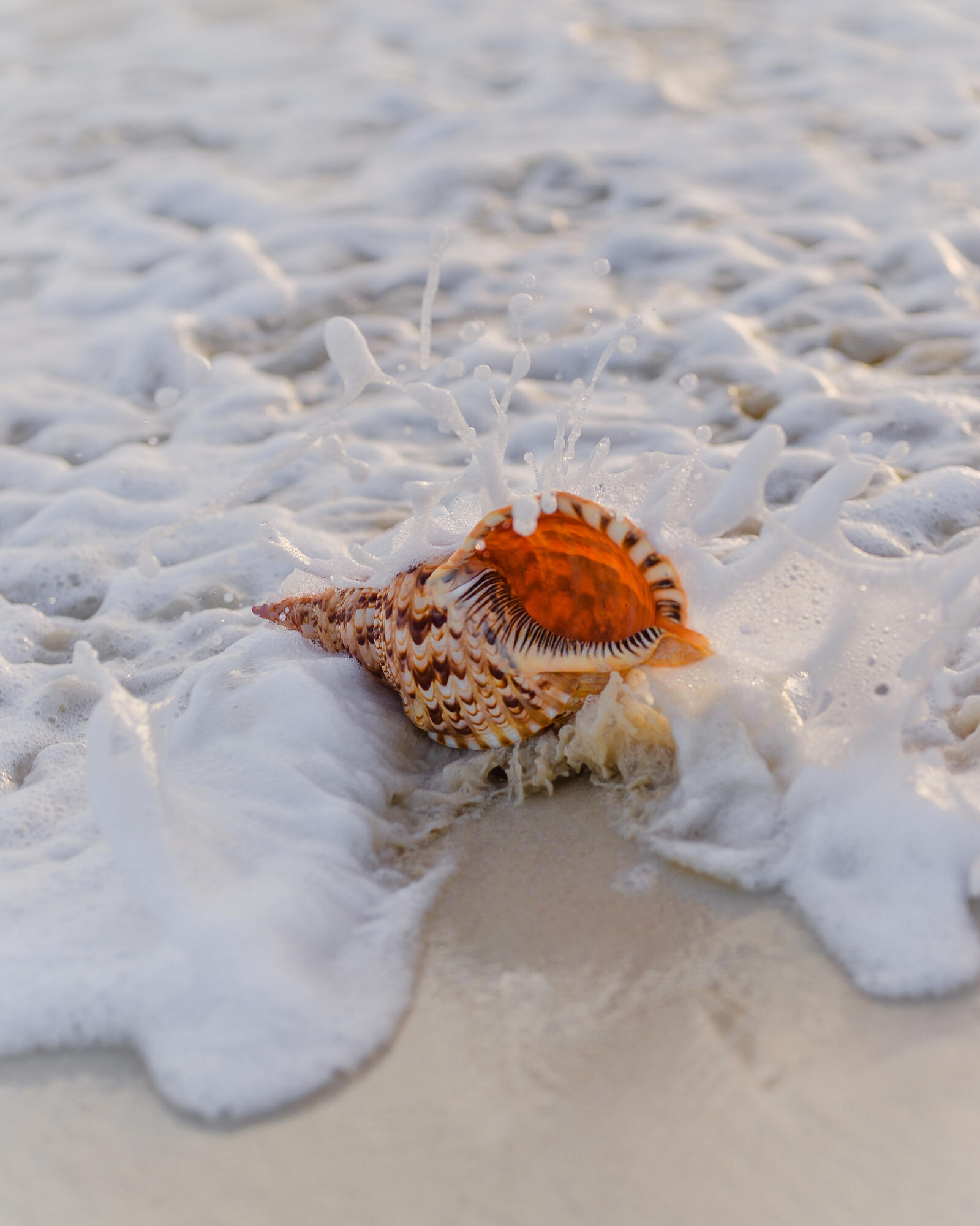 Бесплатное фото Морская ракушка на берегу