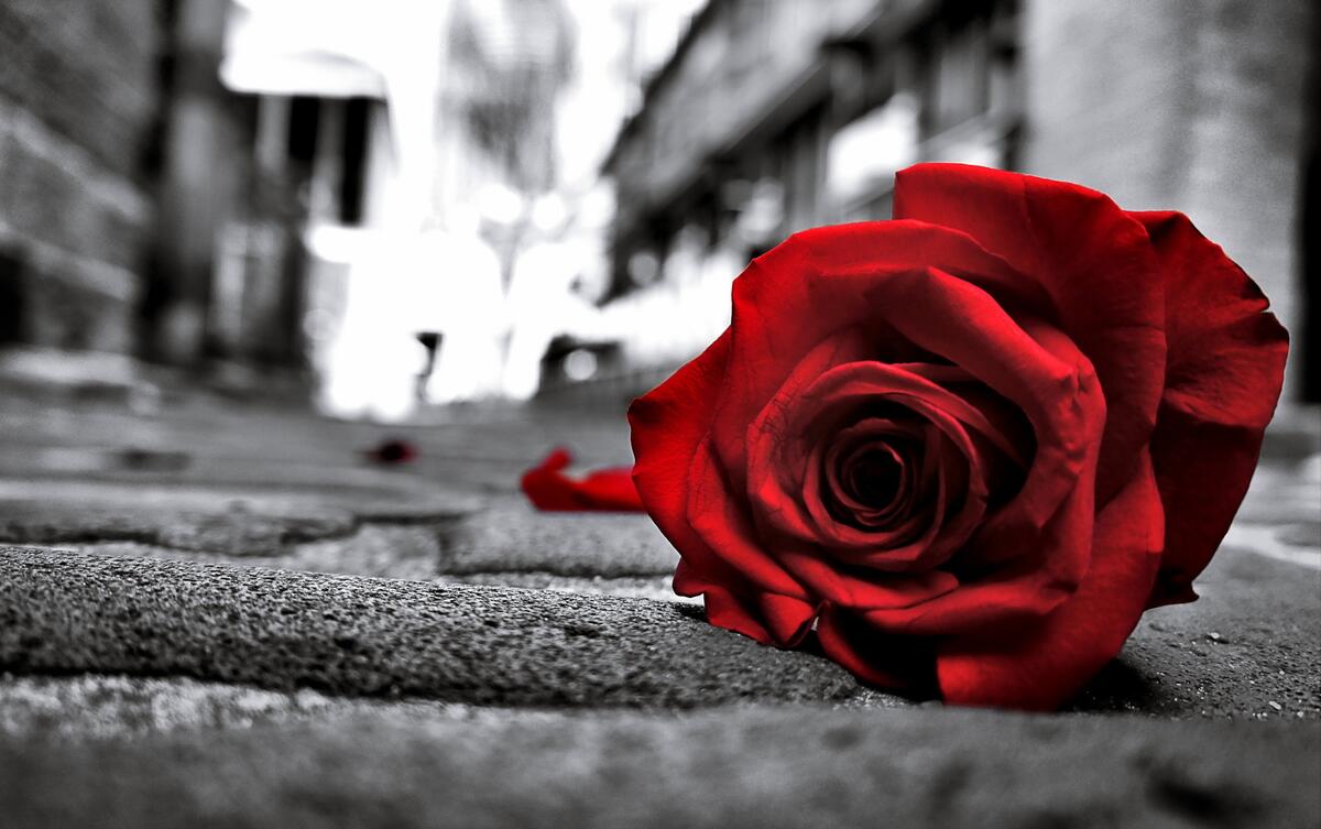 Красная роза лежит на улице